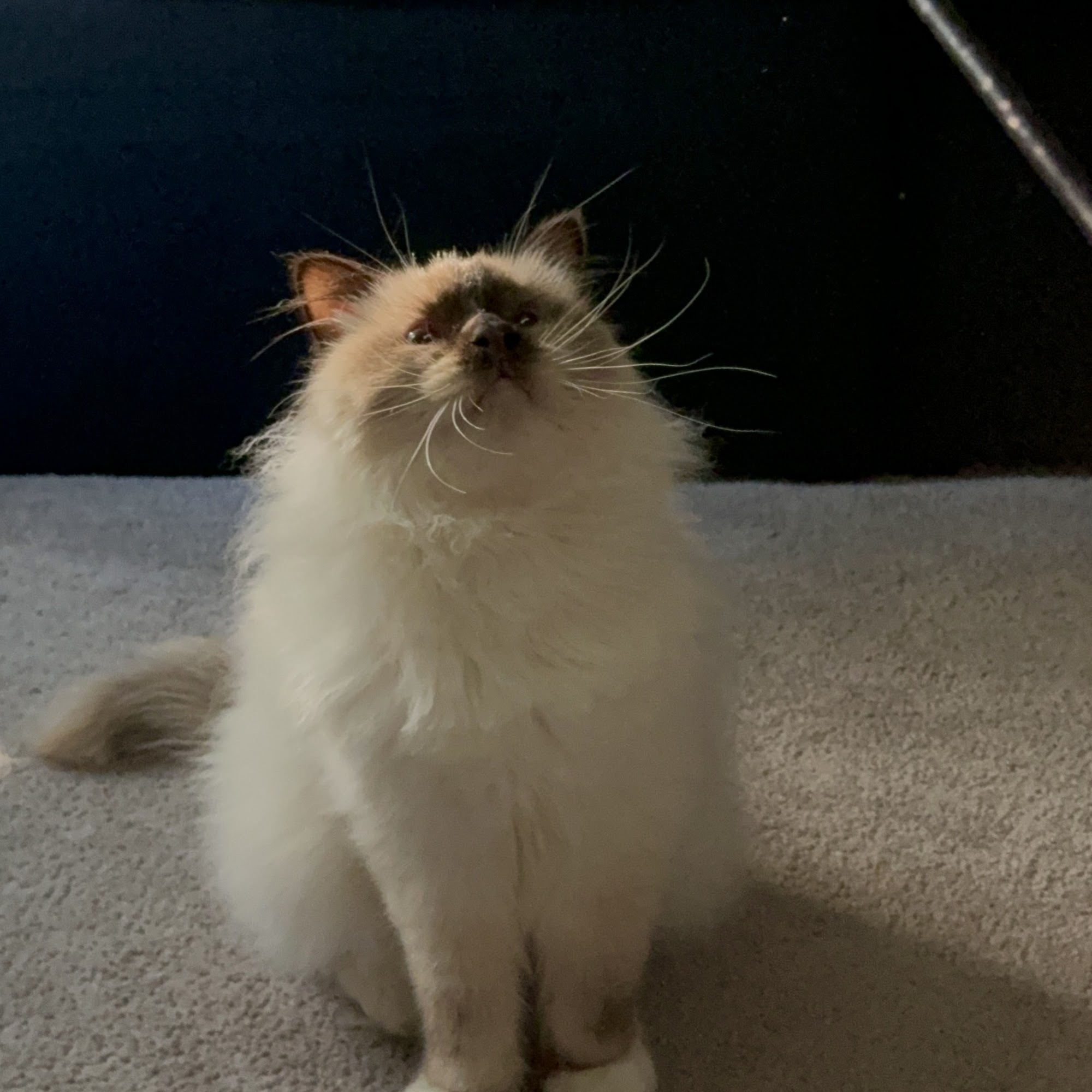 Bay Animal Hospital Townsend