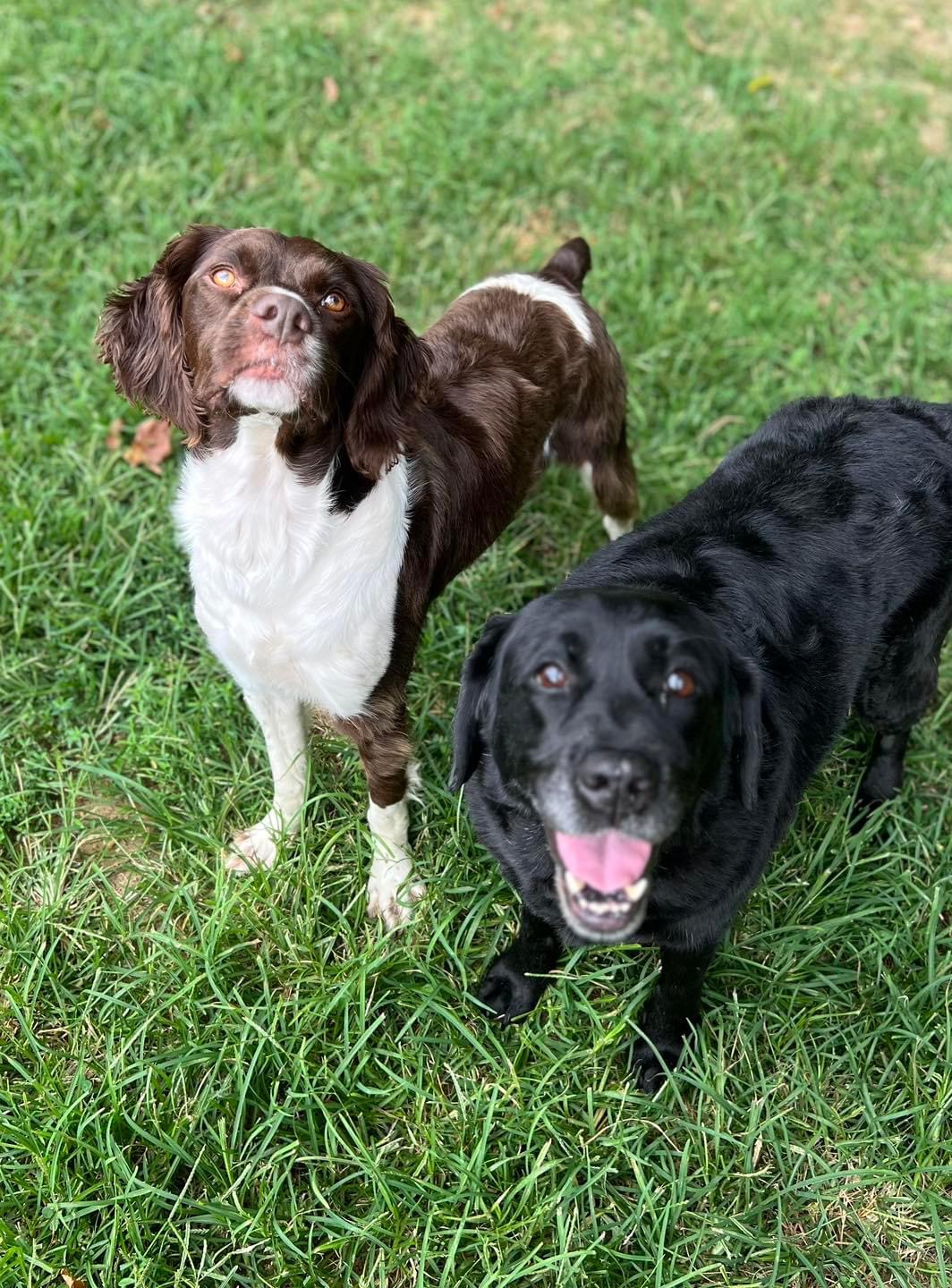 Square Dog Ranch Townsend