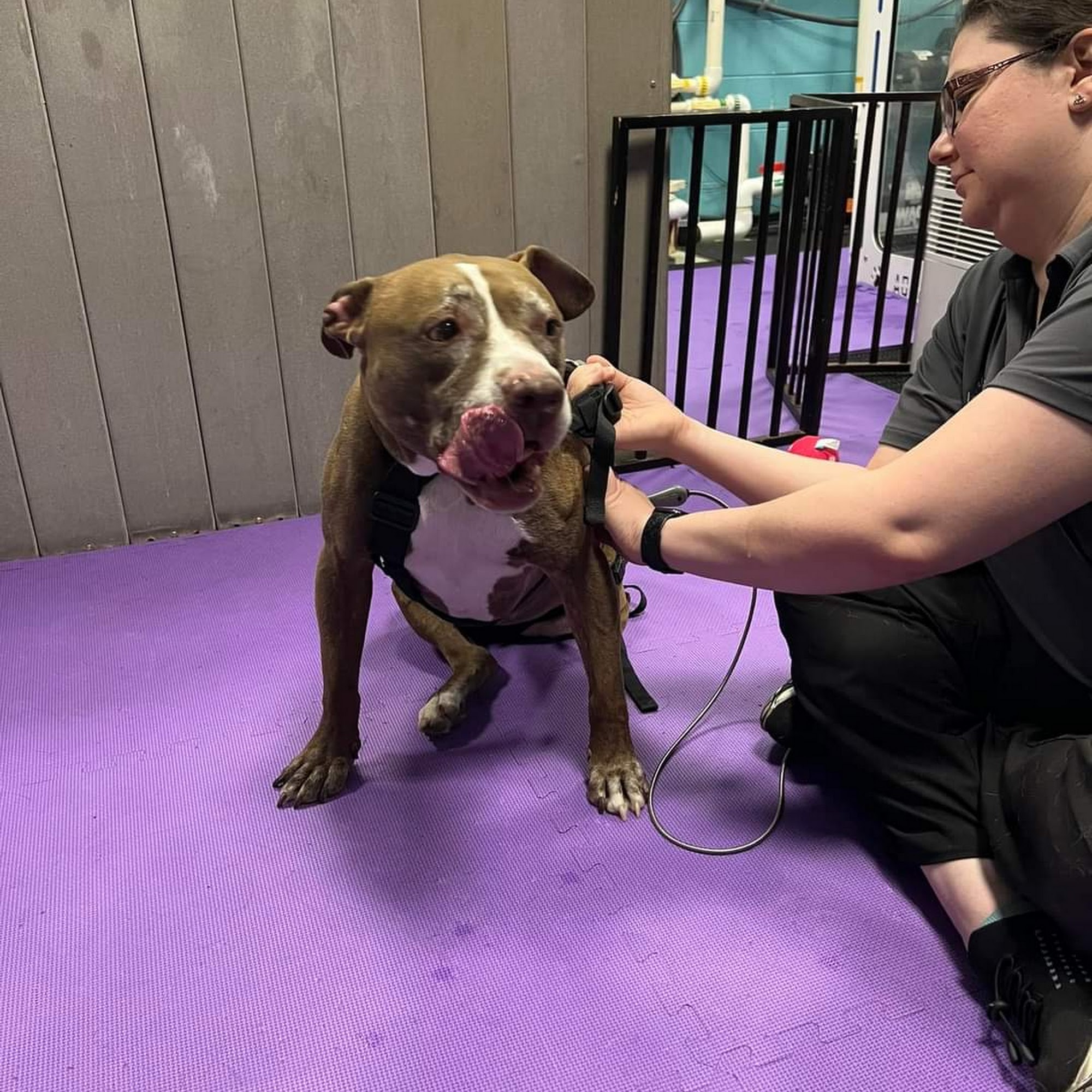 Windcrest Animal Hospital: Dejager Lorraine DVM Wilmington