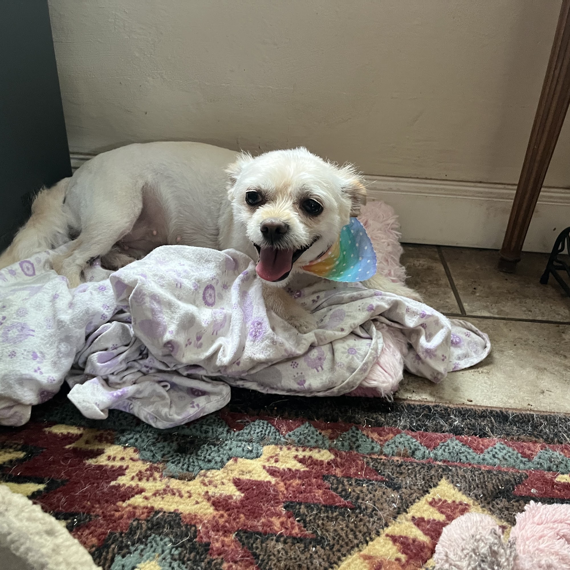 Fluff Pet Salon & Boutique Wilmington