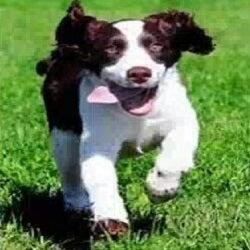 Royal Pet Cremation Wilmington