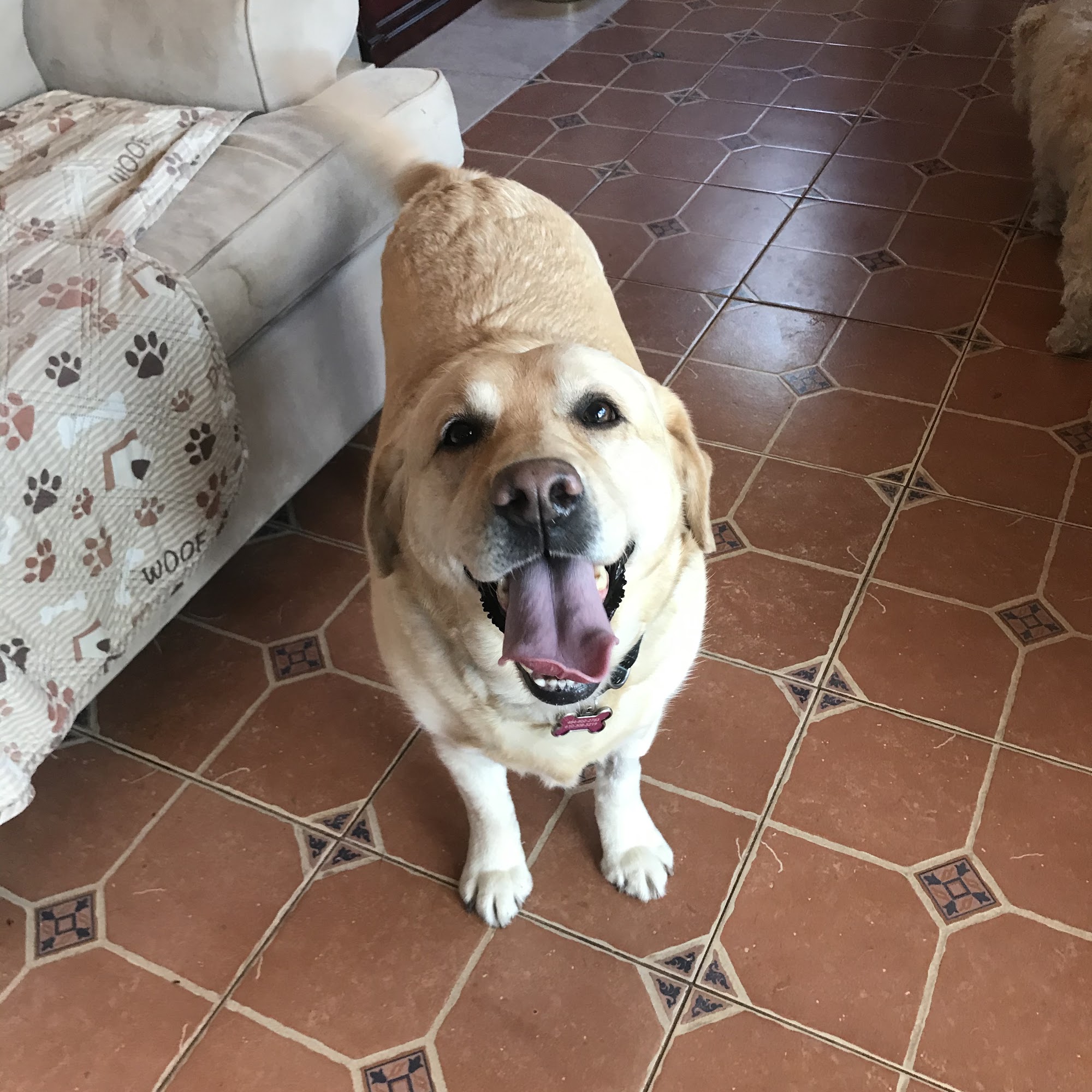 302 Dog Walker Wilmington