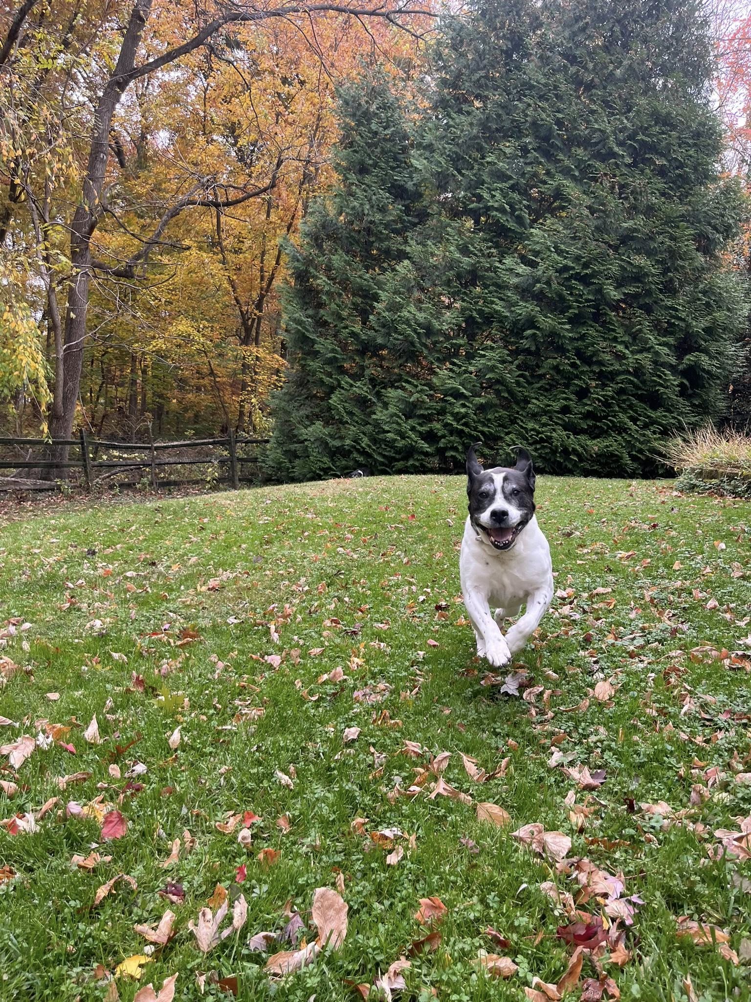 302 Dog Walker Wilmington