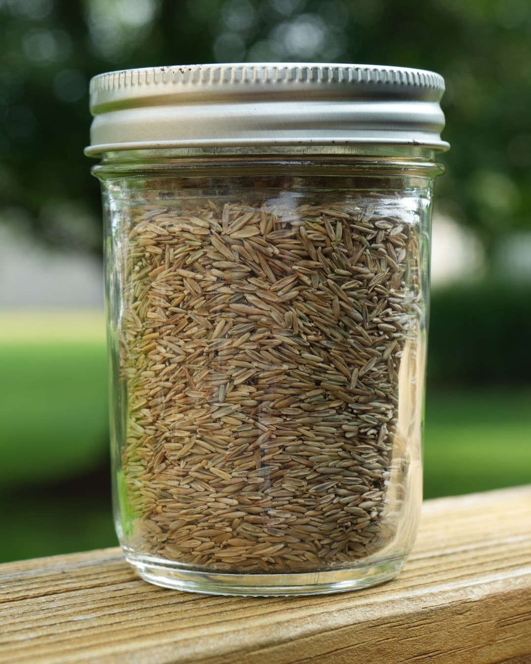 Green Lawn Fertilizing
