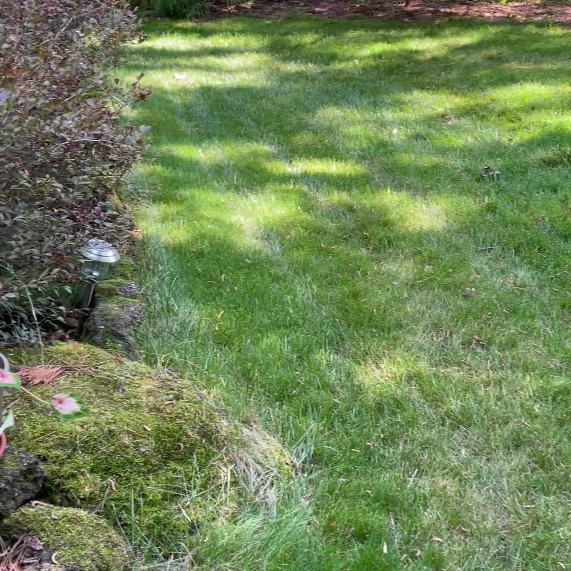 Green Lawn Fertilizing