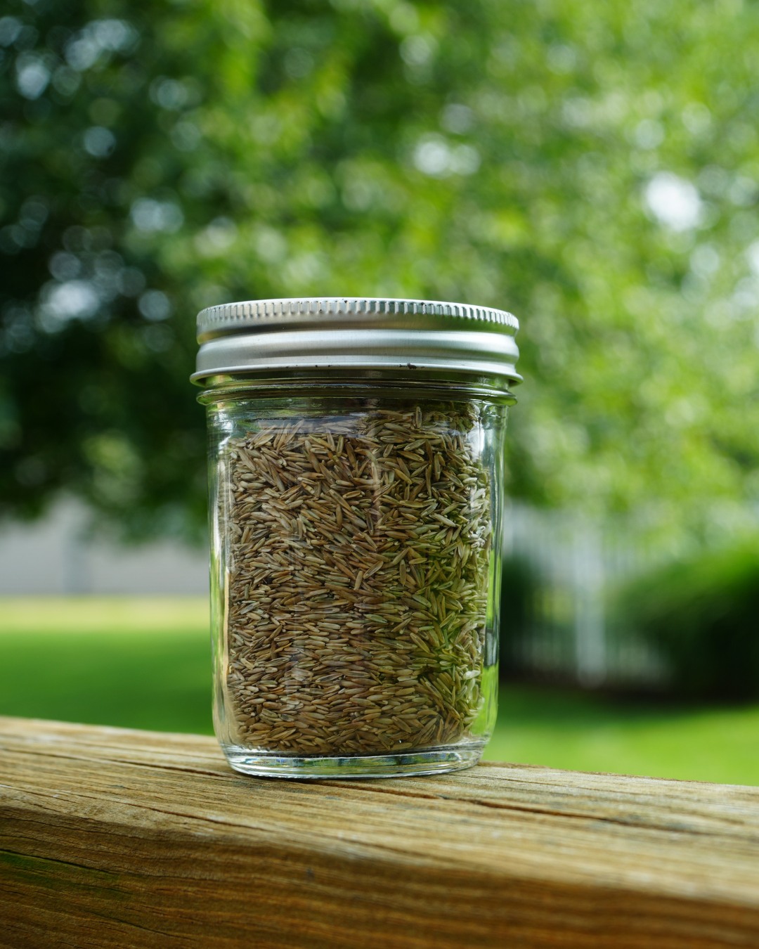 Green Lawn Fertilizing