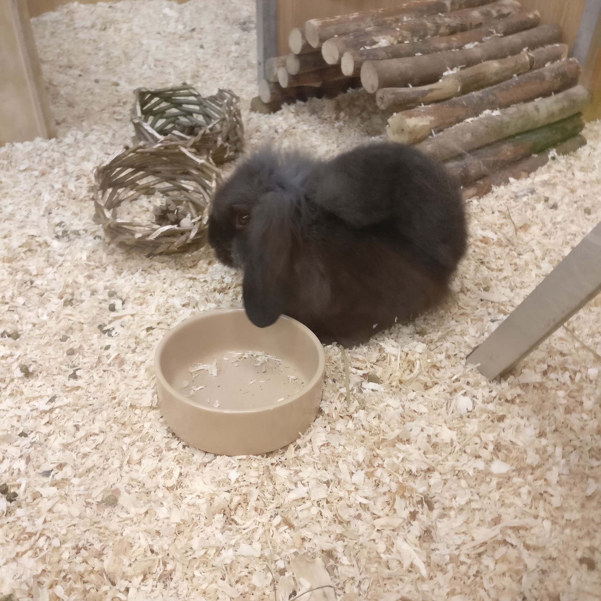 Pets at Home Glossop