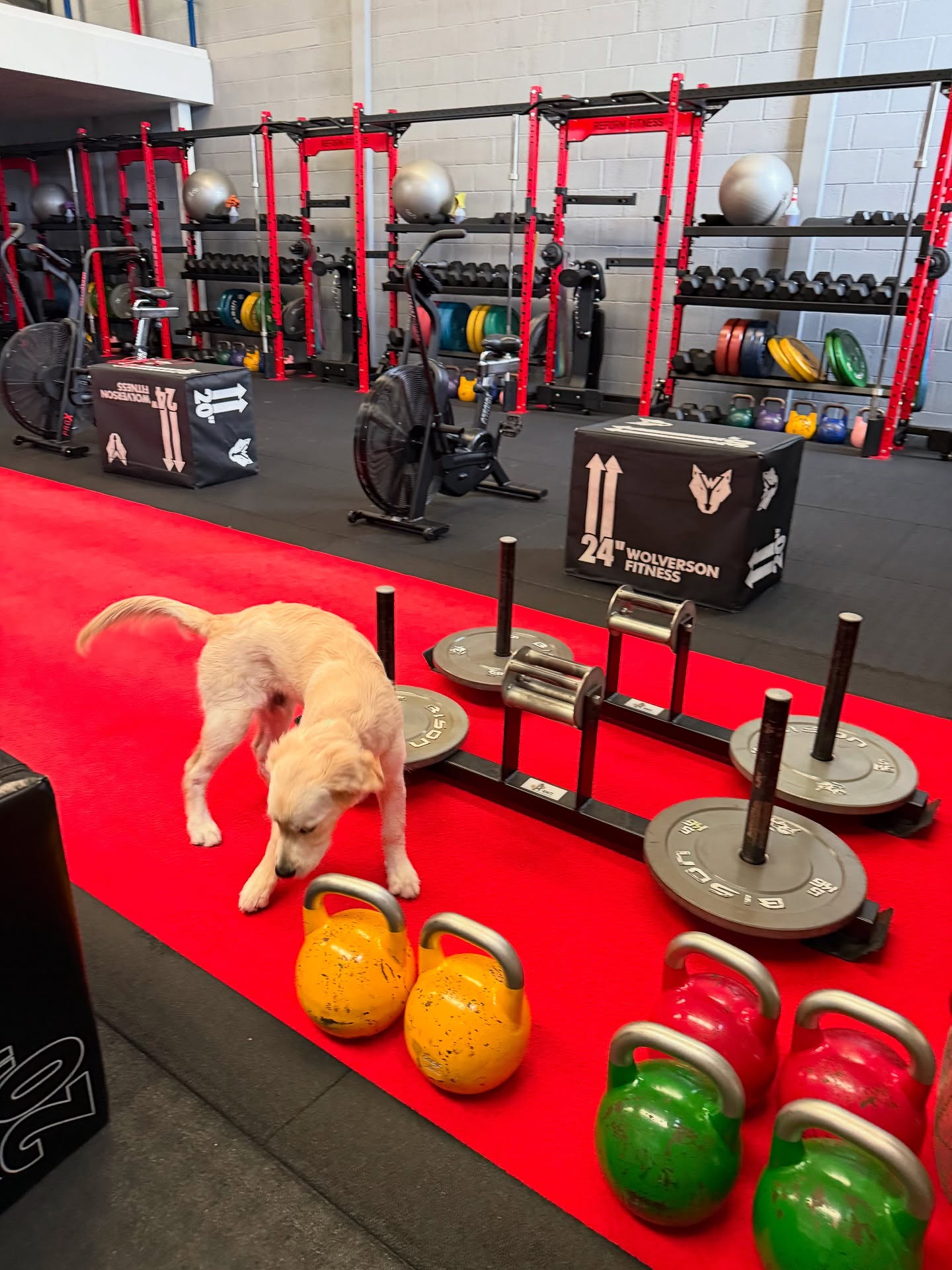 Reform Fitness
