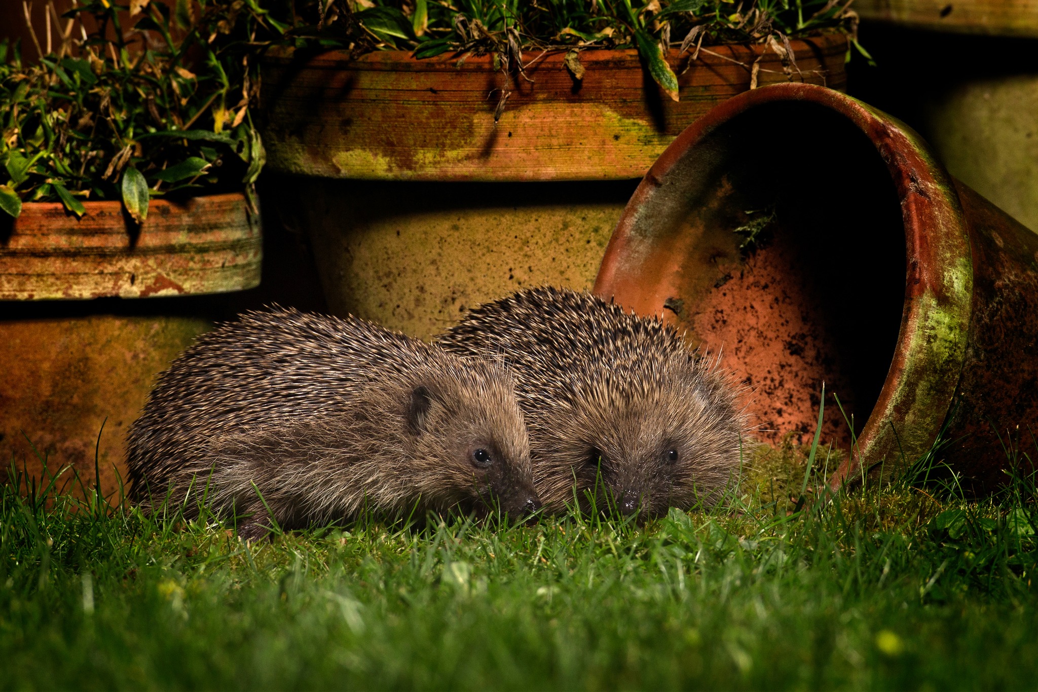 Dorset Wildlife Trust