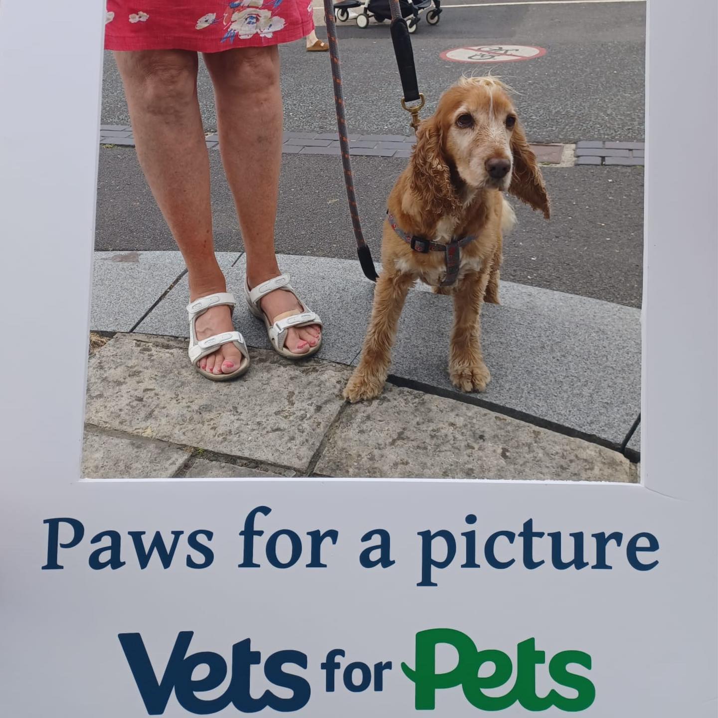 Pets at Home Poole