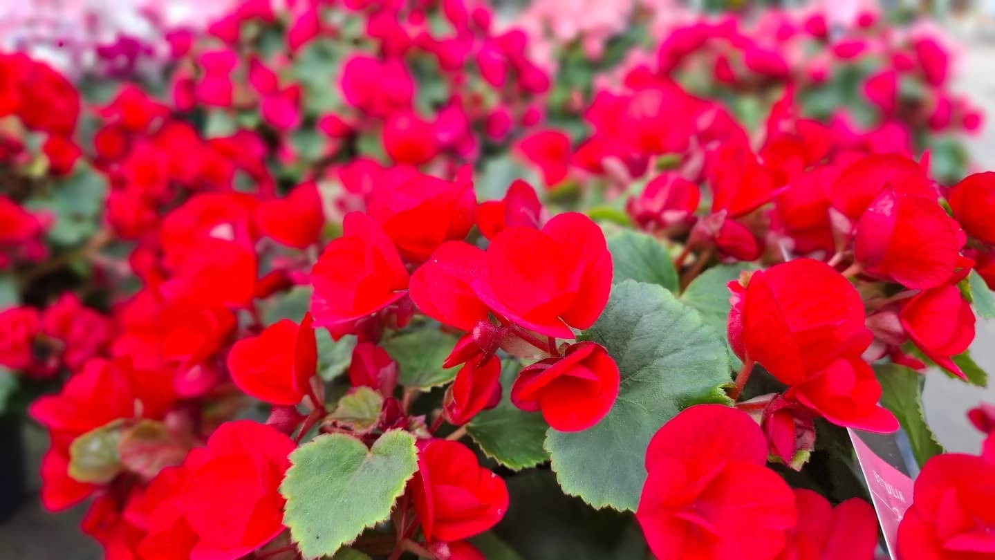 Wimborne Garden Centre
