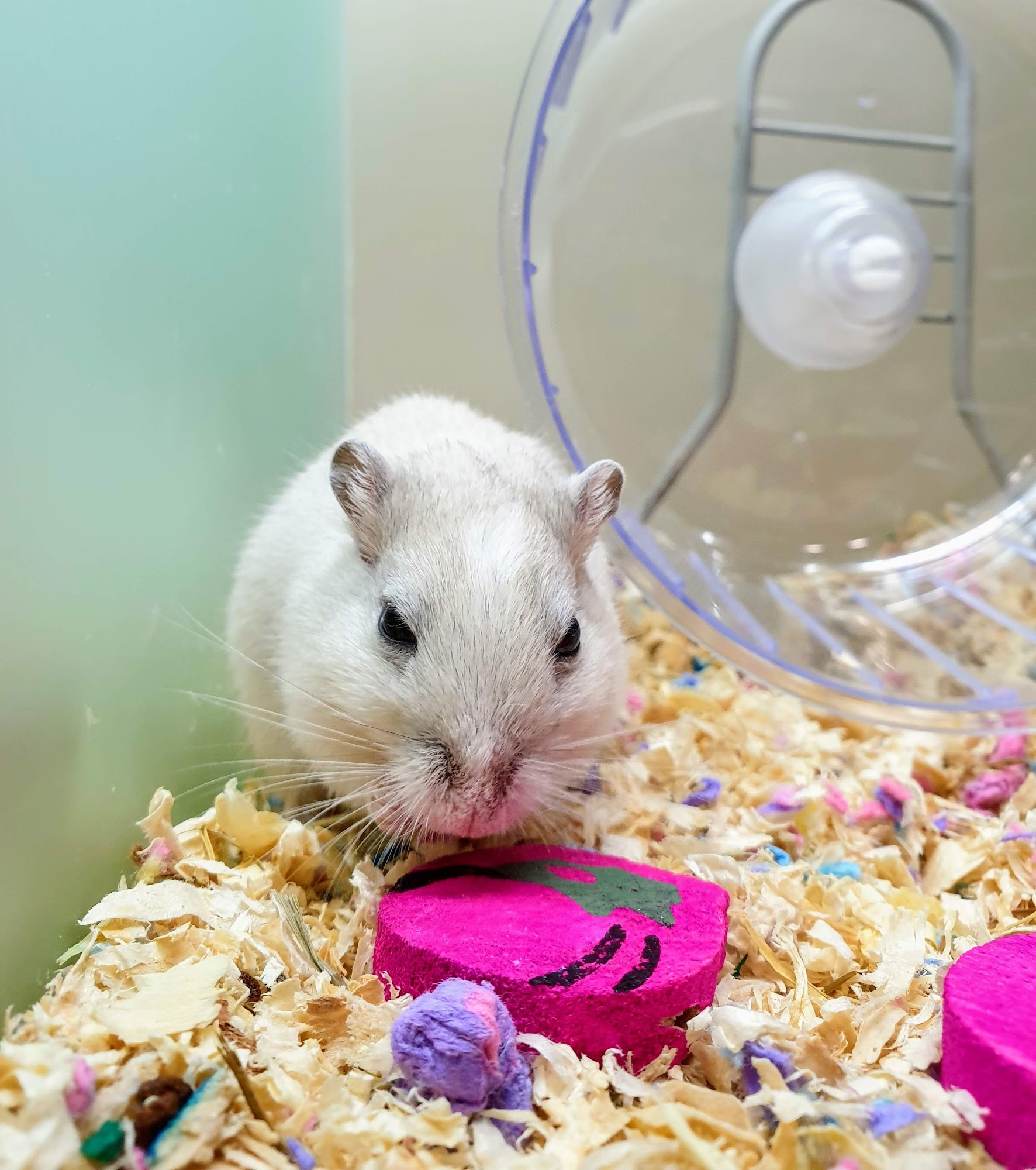 Pets at Home Bishop Auckland