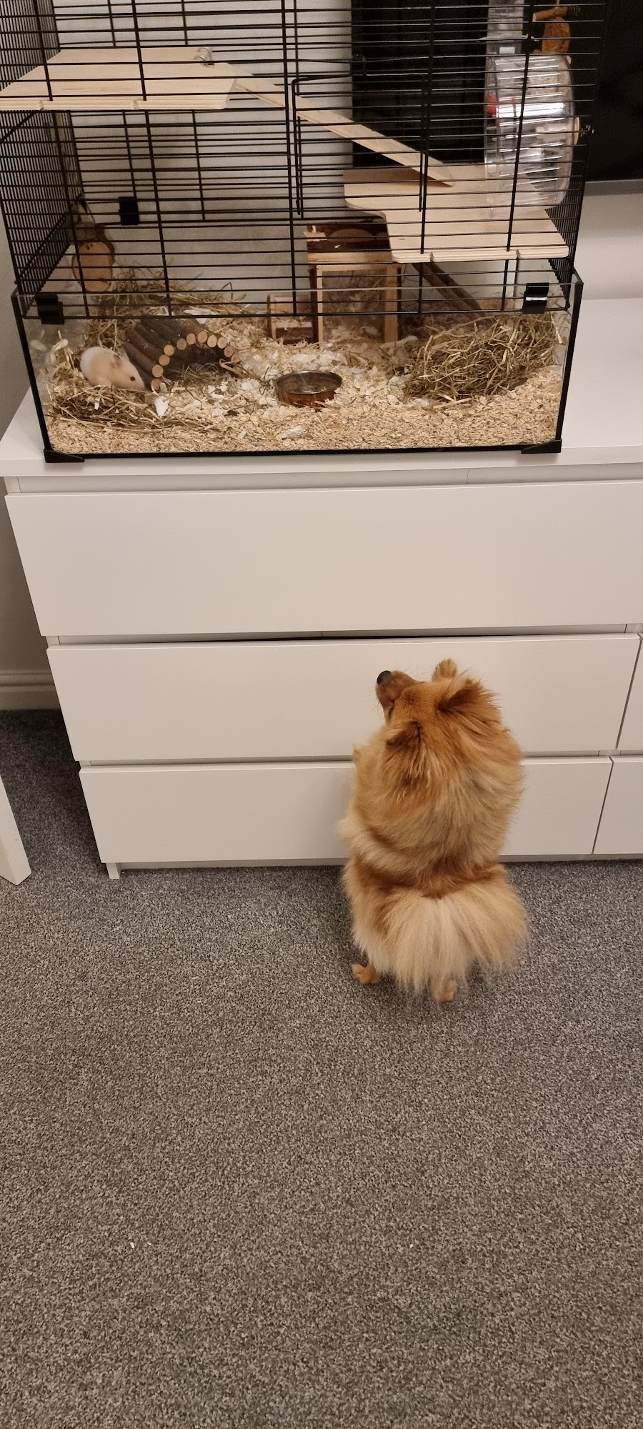 Pets at Home Hartlepool