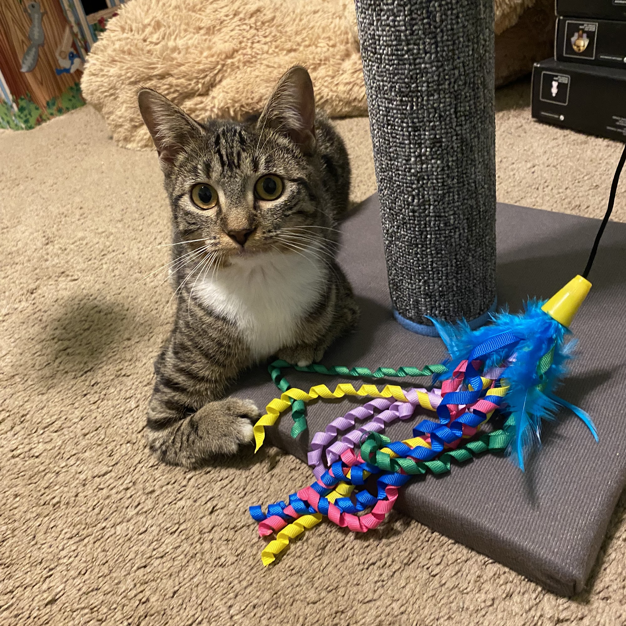 Spring Run Veterinary Hospital Altamonte Springs