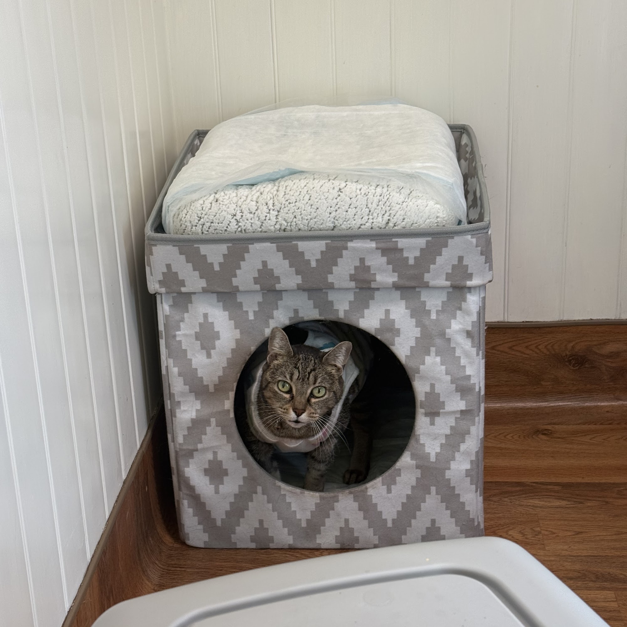 The Cat Hospital of Orlando Altamonte Springs