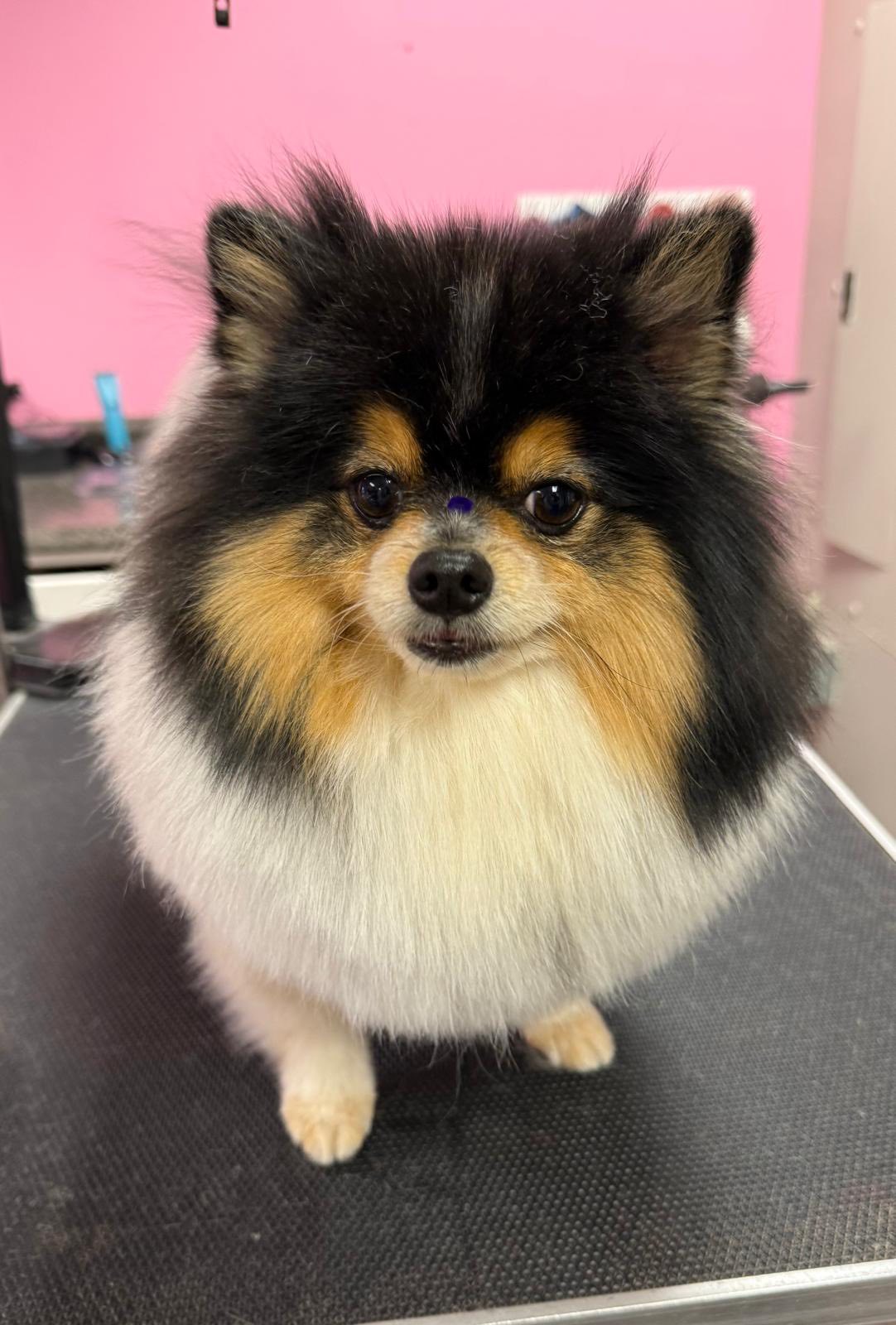 Bark n Bath and Beyond Altamonte Springs
