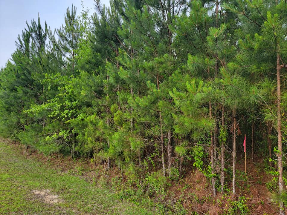 Clay O'Neals Land Clearing