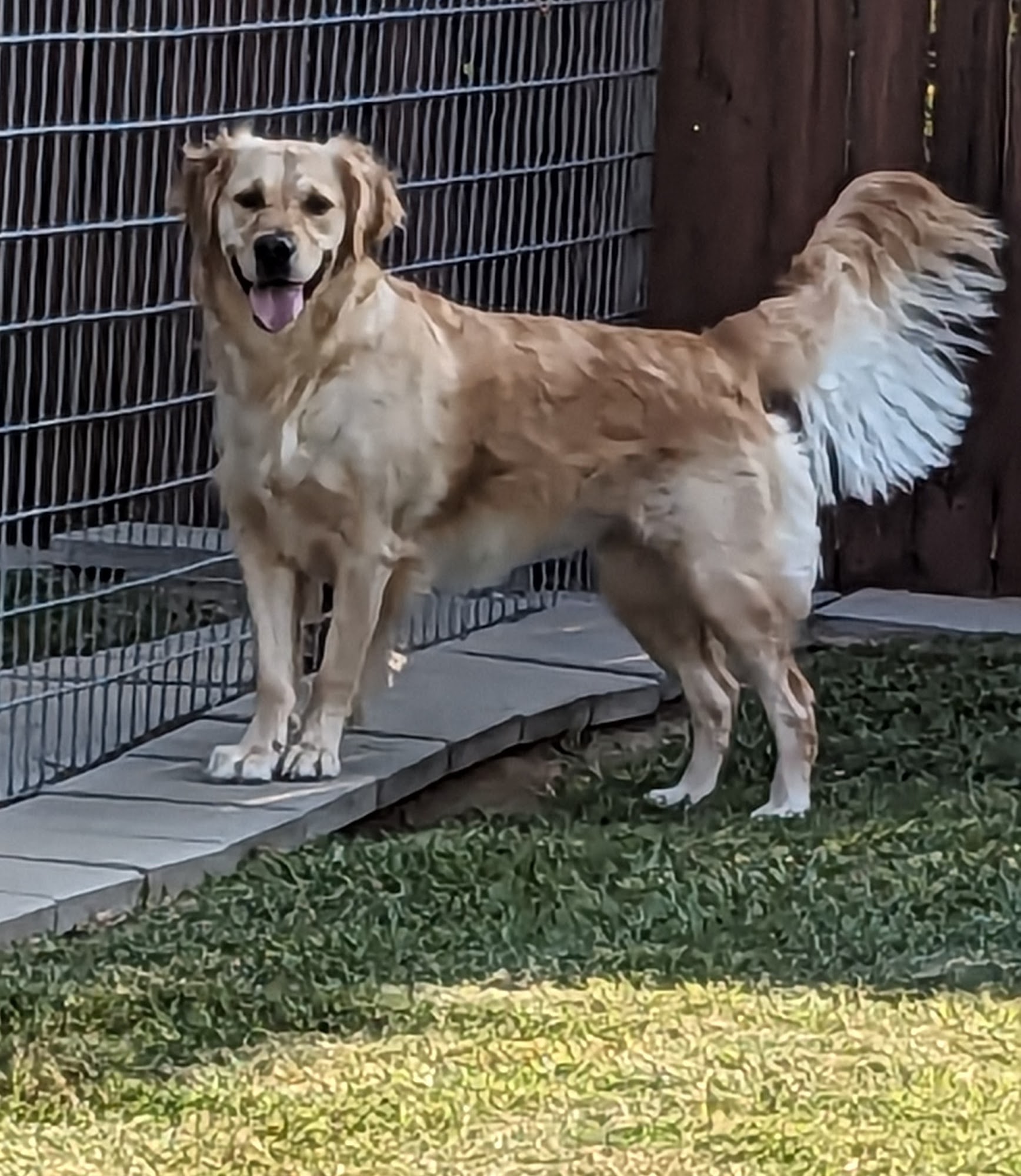 Lori's Pet Salon & Boarding Kennel Anthony