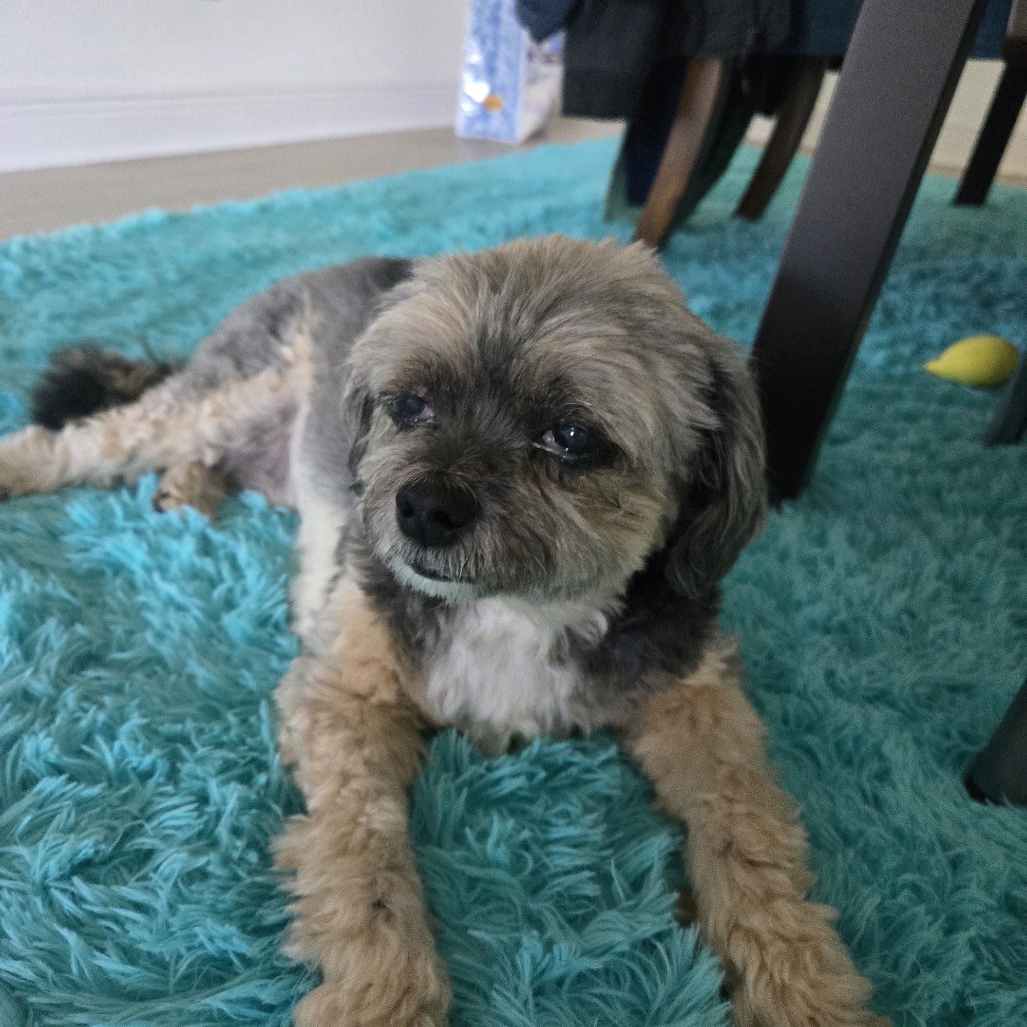 Apollo Beach Animal Hospital Apollo Beach