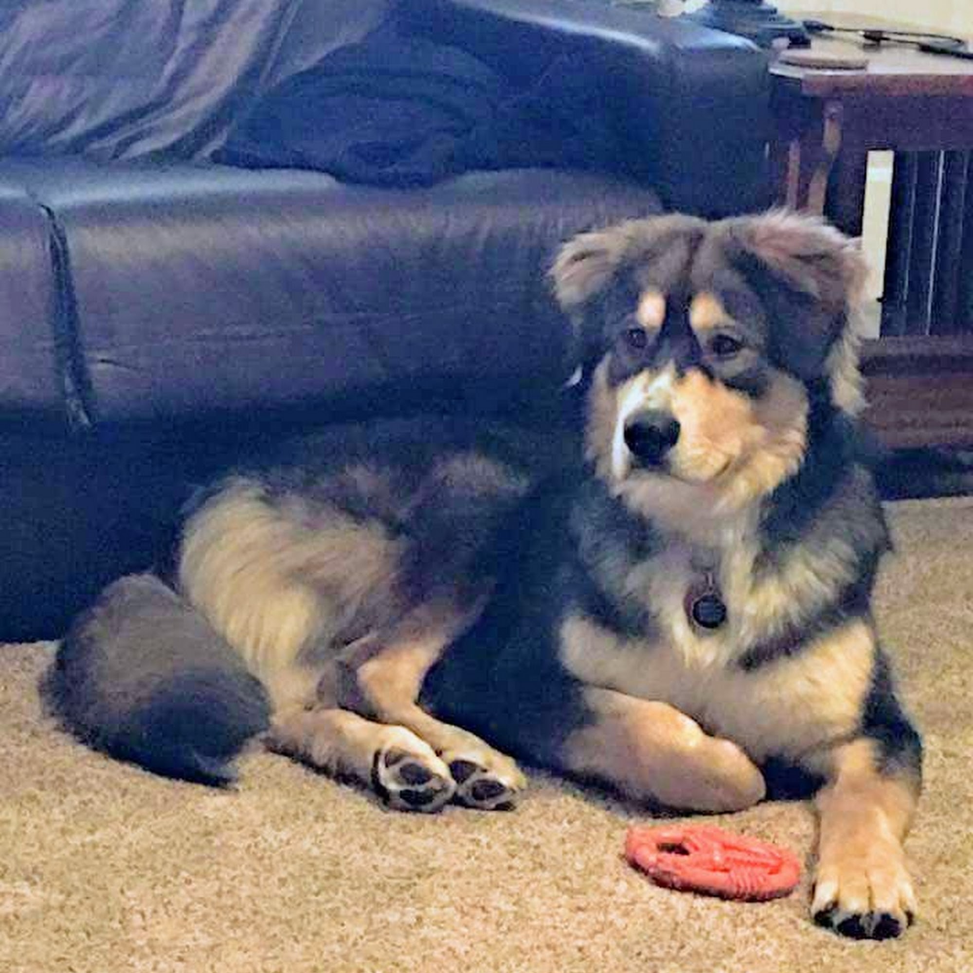 Apollo Animal Hospital: Burrington W R DVM Apollo Beach