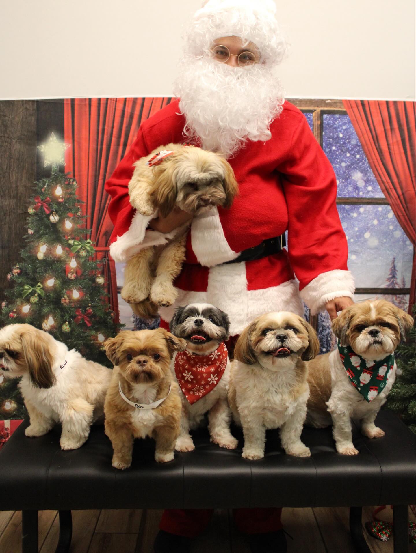 Pet Paradise Apollo Beach Apollo Beach