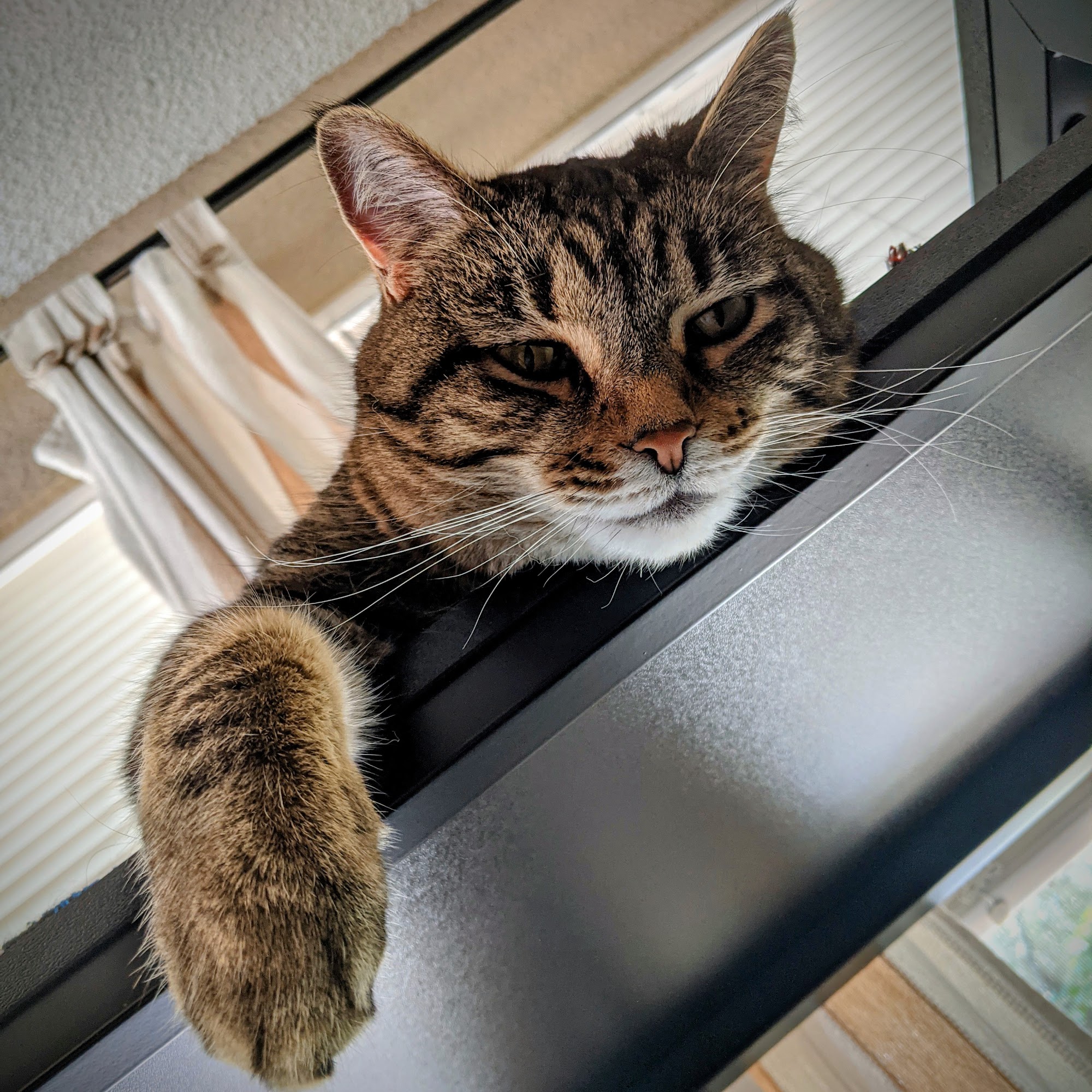 Bear Lake Veterinary Clinic Apopka