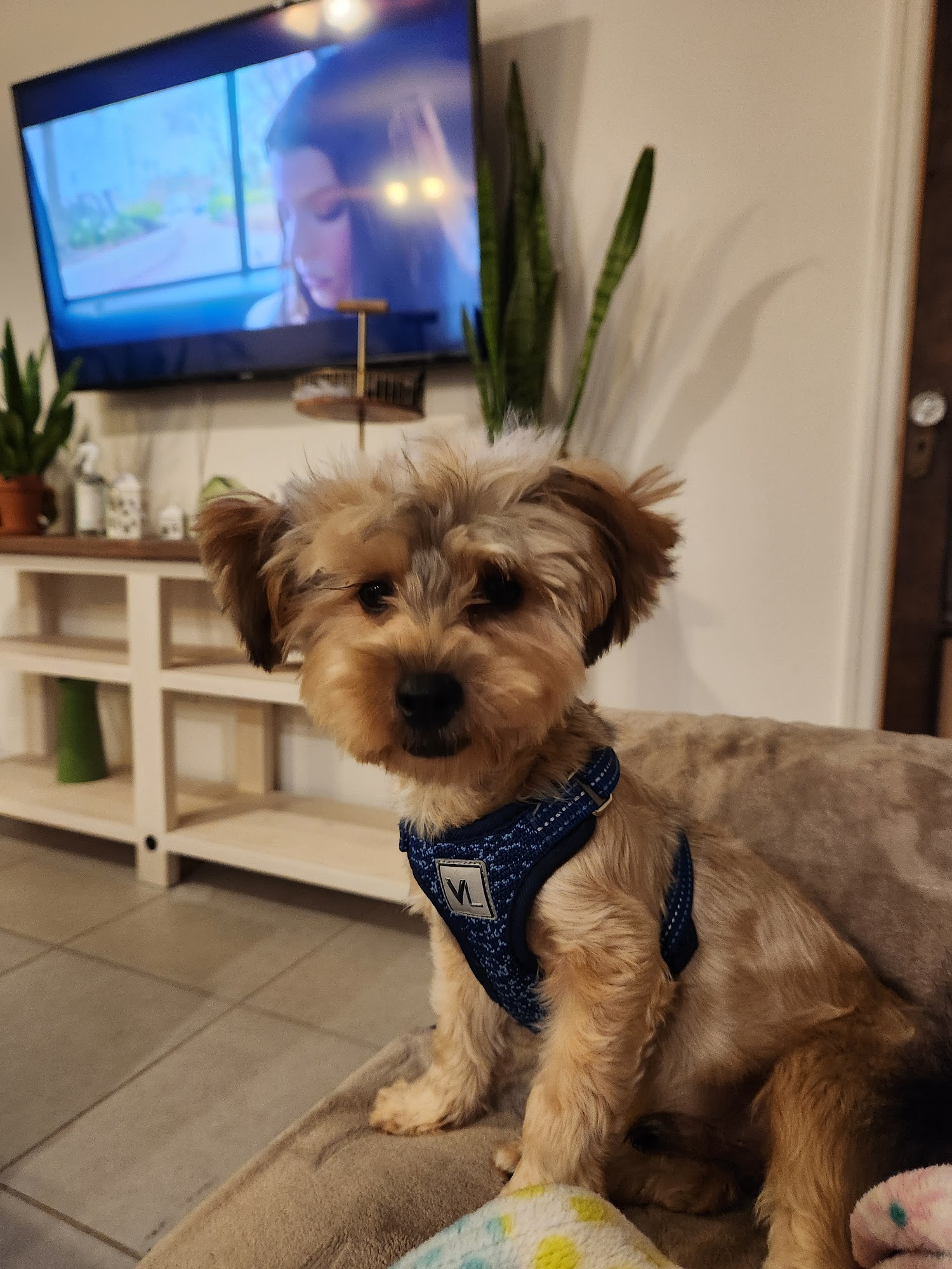 Apopka Veterinary Clinic Apopka