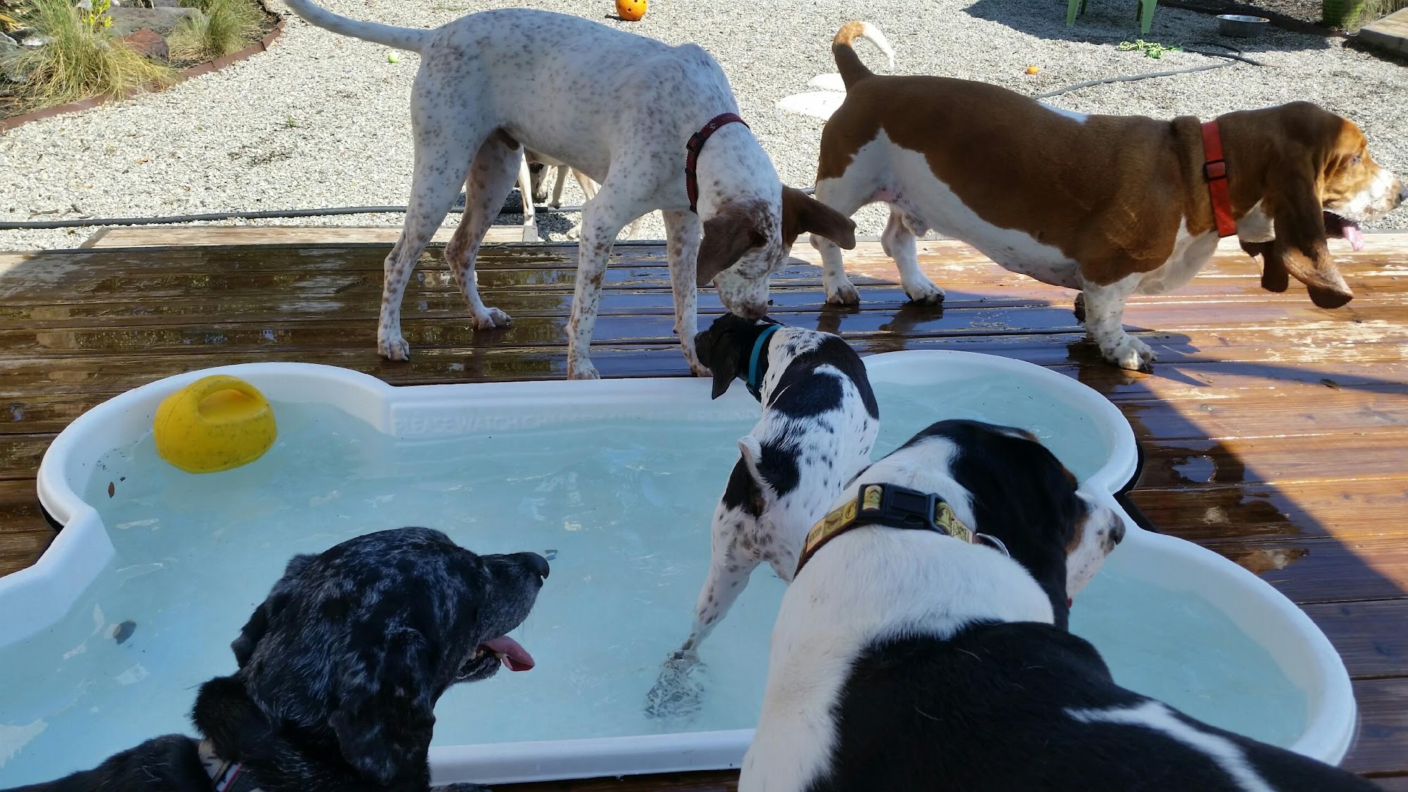 Pet Paradise Animal Hospital & Resort Apopka