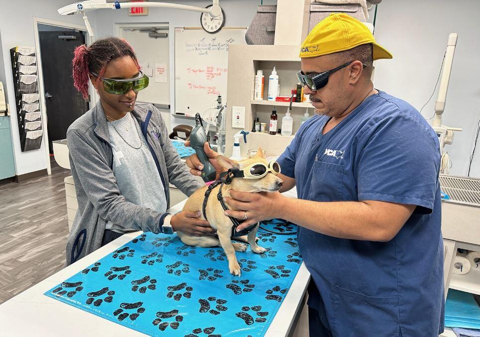 VCA Sheeler Road Animal Hospital Apopka