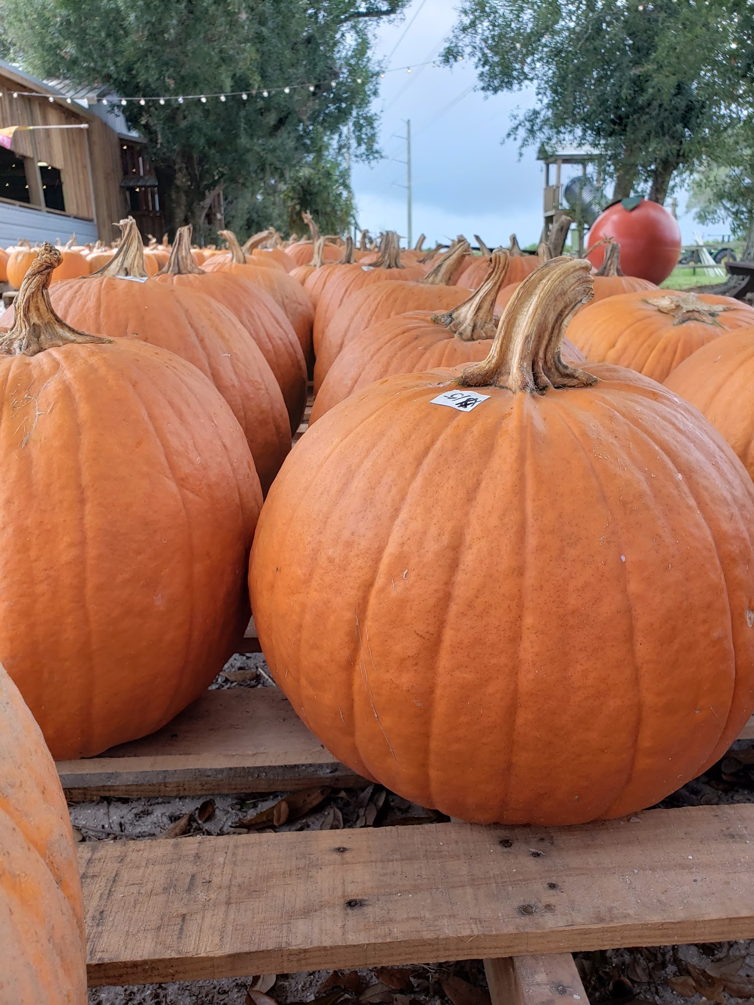 Joshua Citrus Inc Arcadia