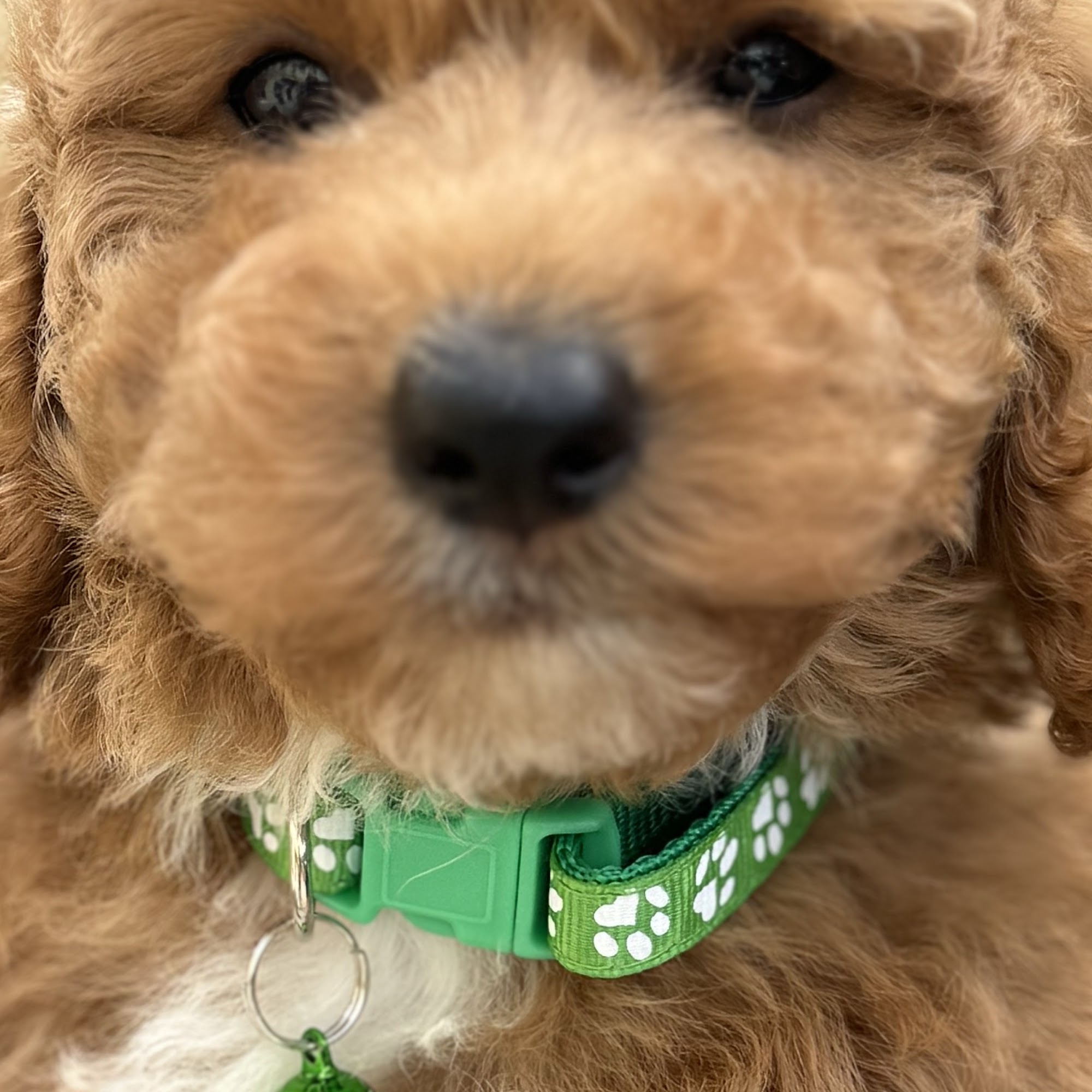 Knudawn Southern Goldendoodles and Cavapoos Arcadia