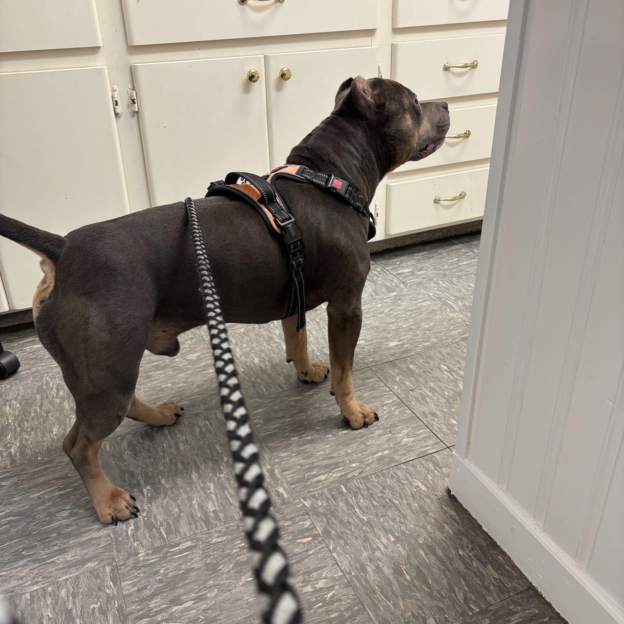 Highlands Animal Hospital Avon Park