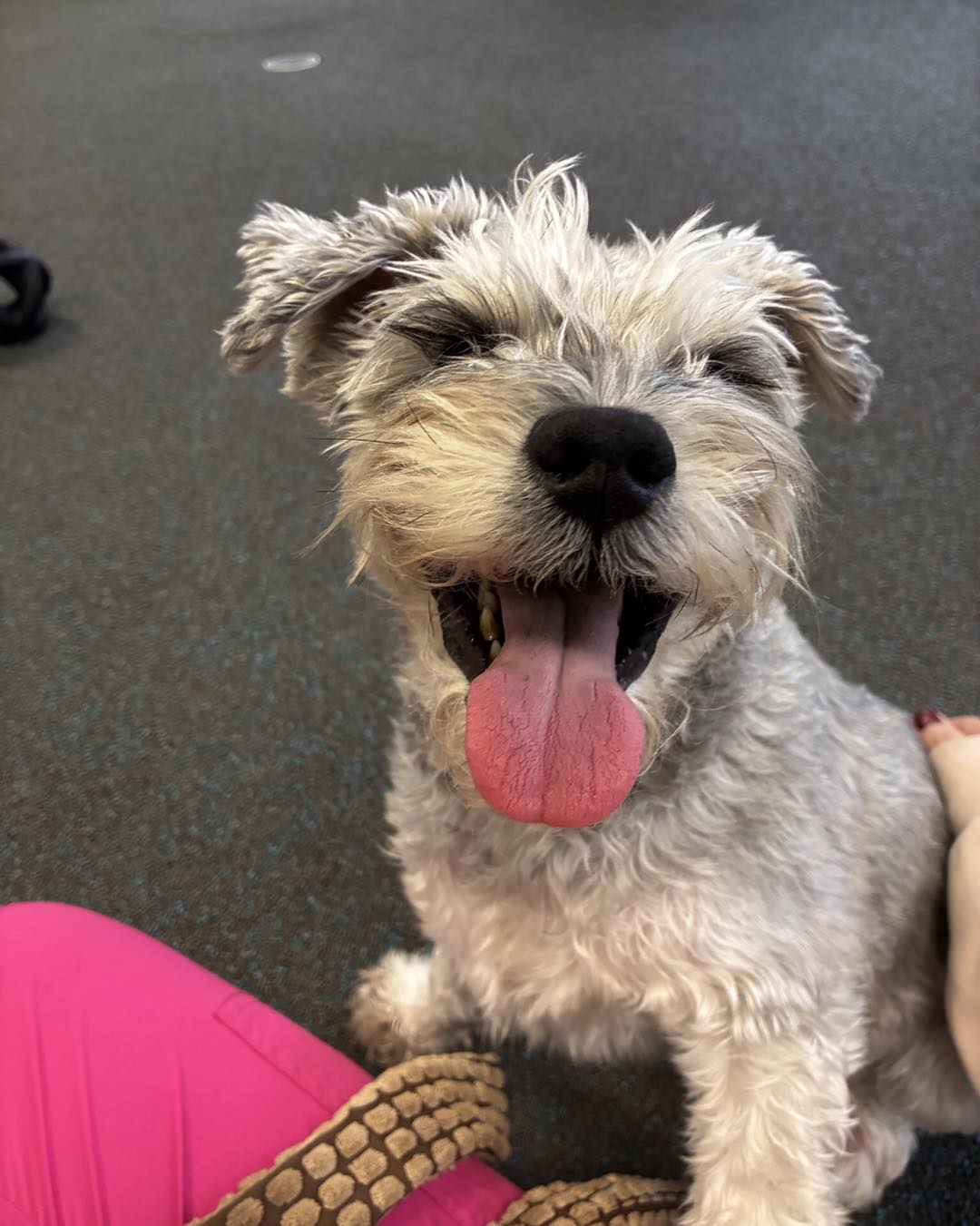 Just Like Home Pet Hotel Avon Park