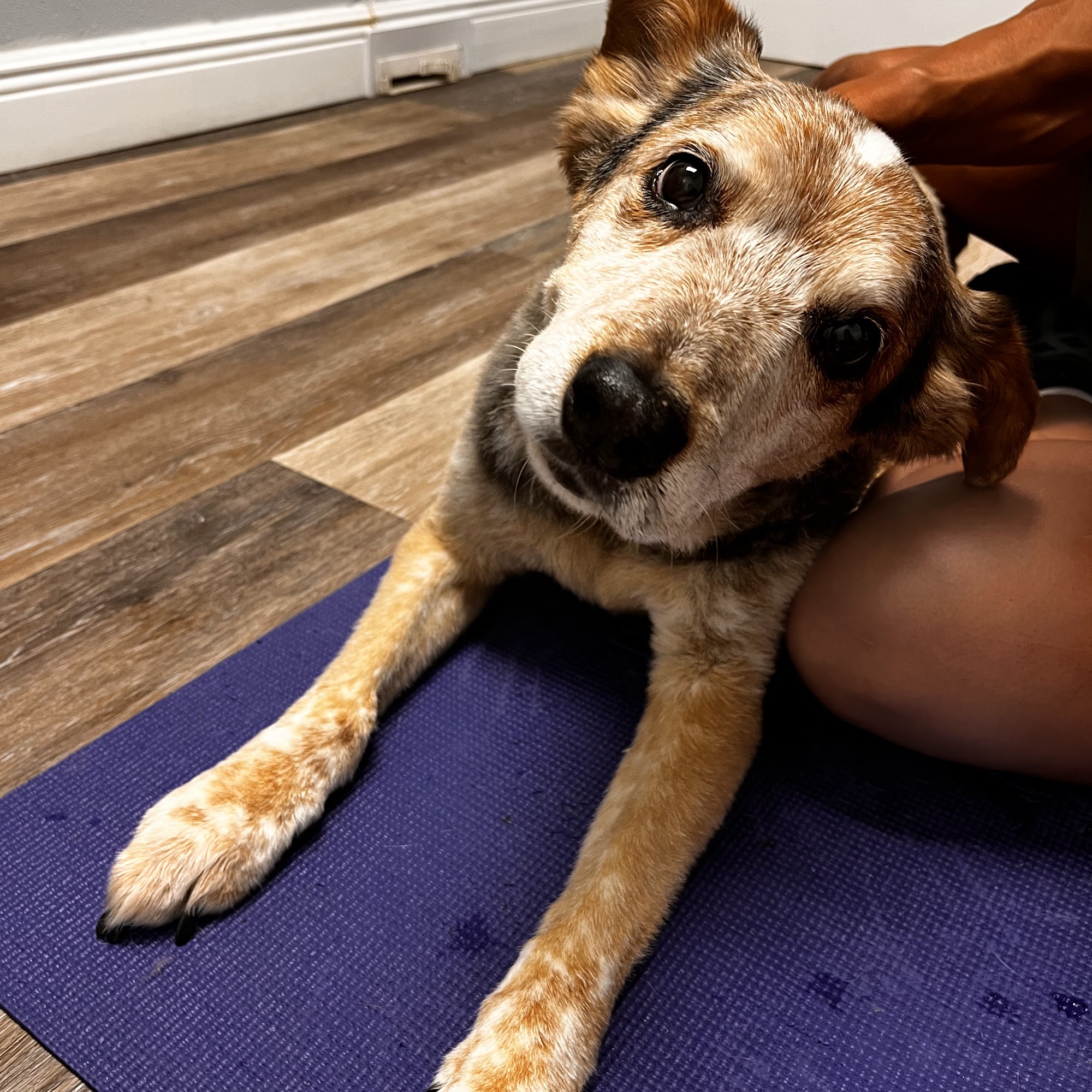 Bluffs Animal Hospital PA Belleair Bluffs