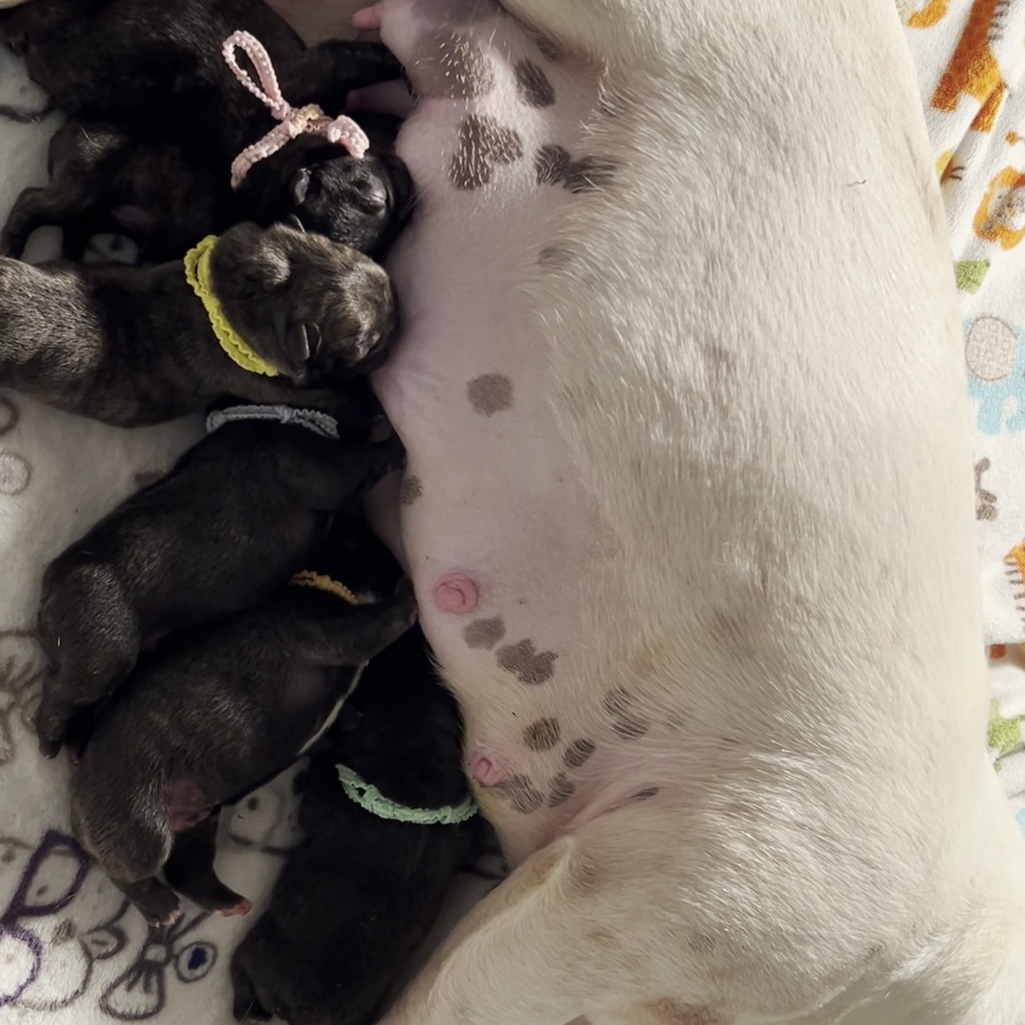 Belleview Veterinary Hospital Belleview