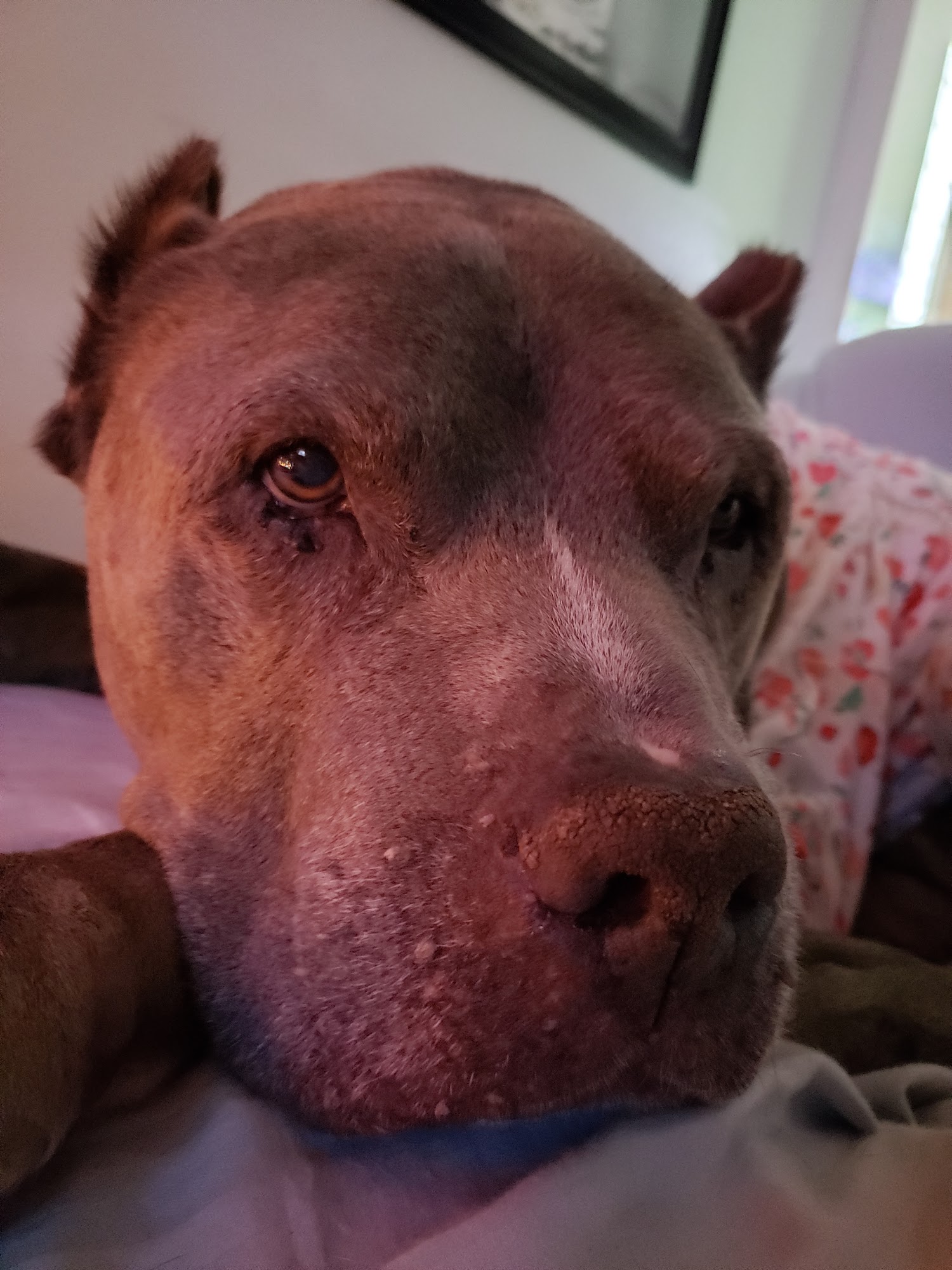 Camelot Animal Hospital Belleview