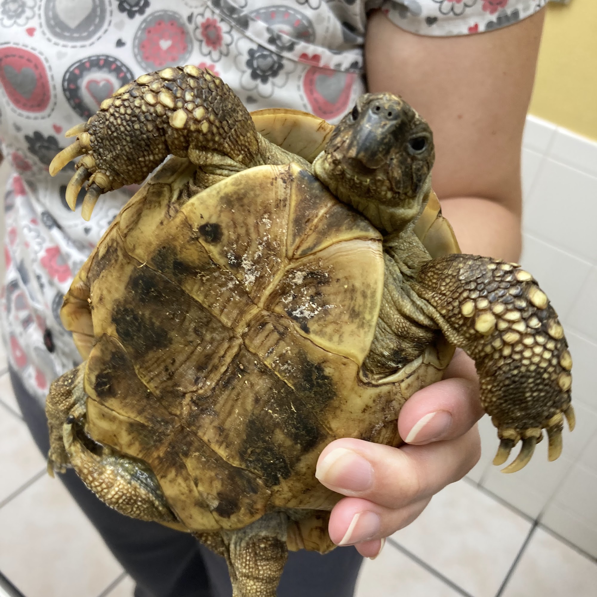 Sandalfoot Animal Clinic And Bird Hospital Boca Raton