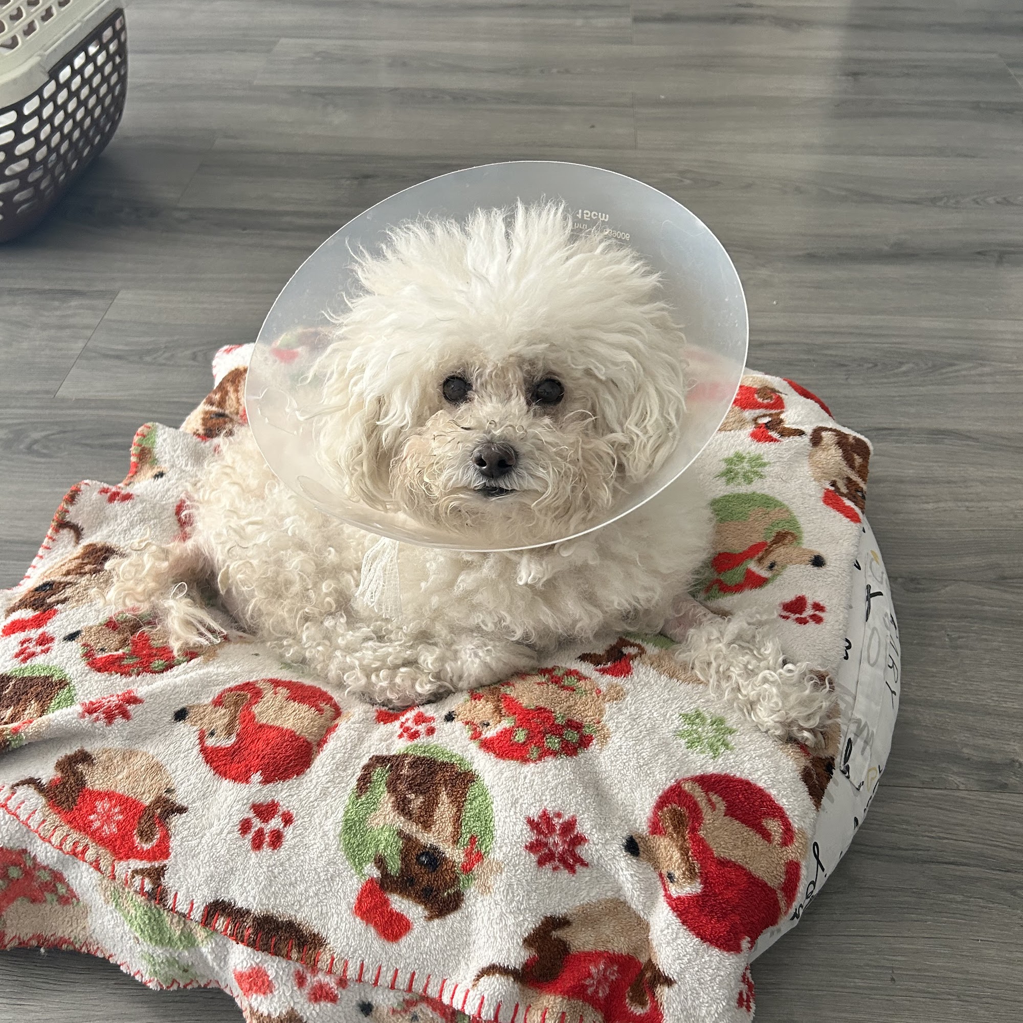 Bolanos Veterinary Center Boca Raton