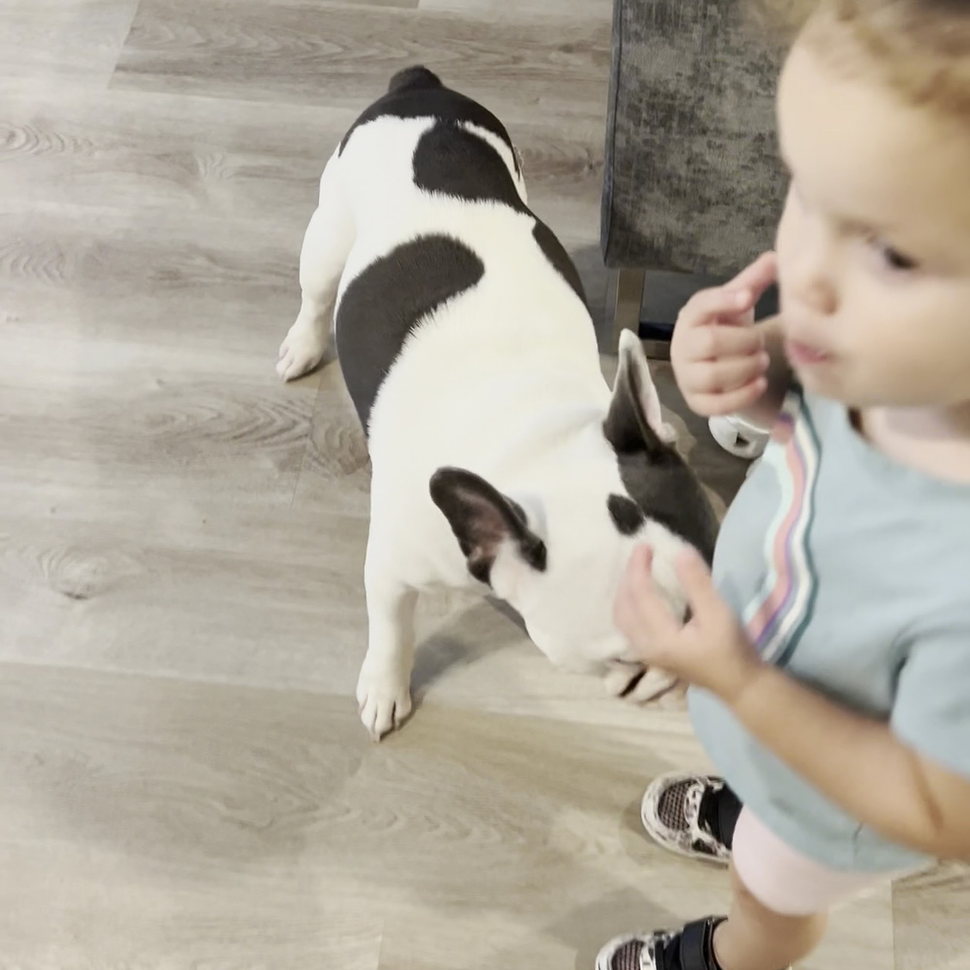 Compassionate Care Animal Clinic Boca Raton