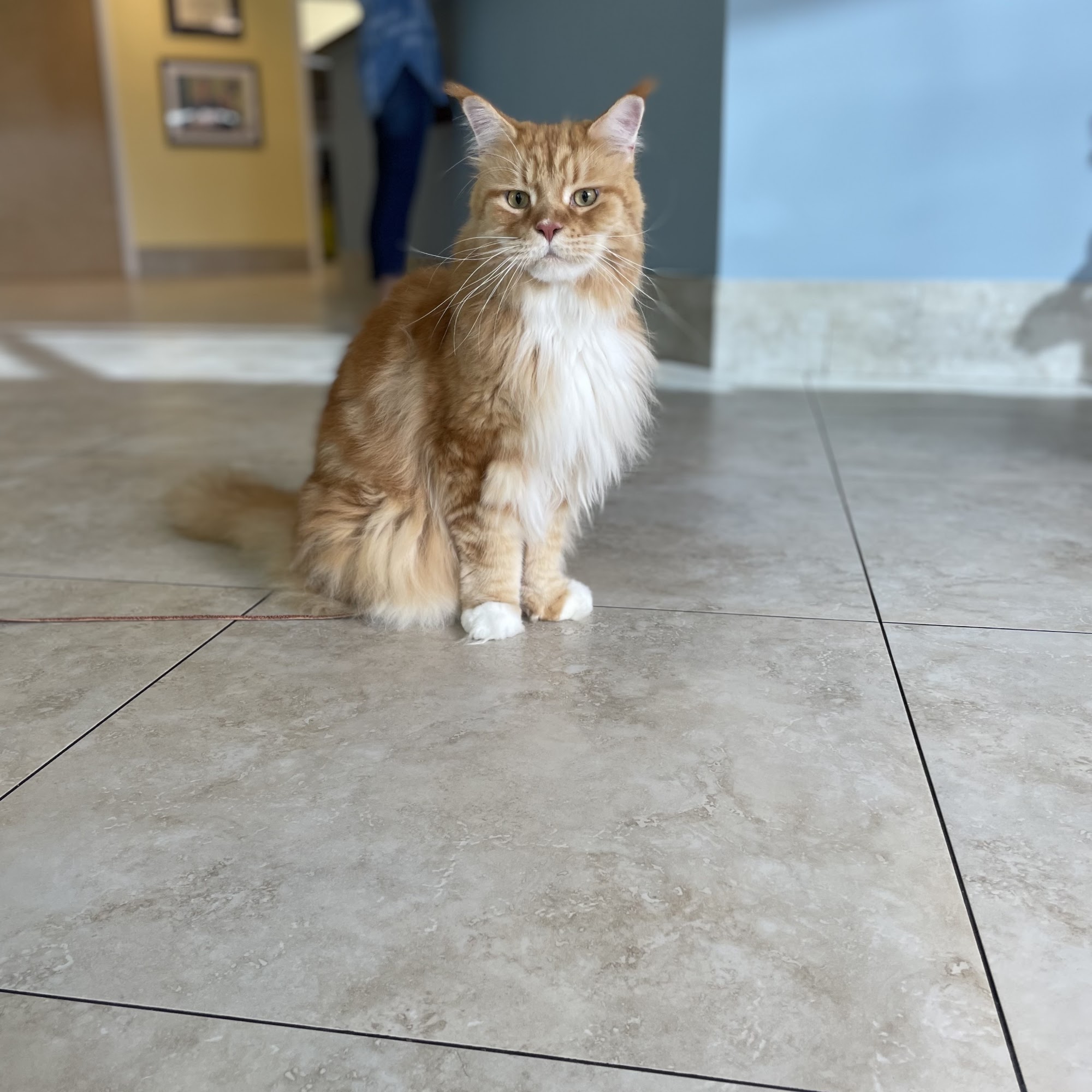 Cole Animal Clinic Boca Raton