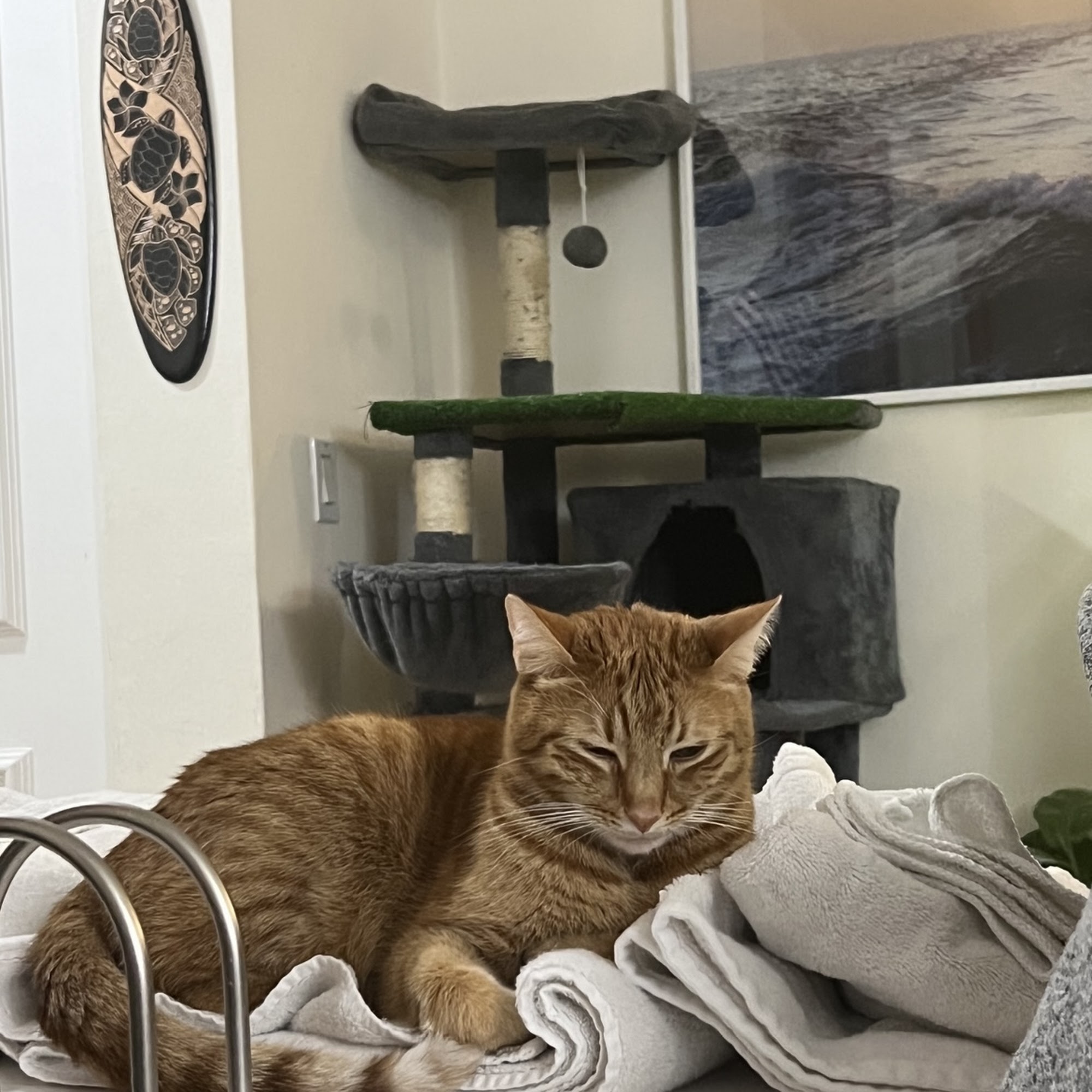 Central Animal Hospital Boca Raton Boca Raton