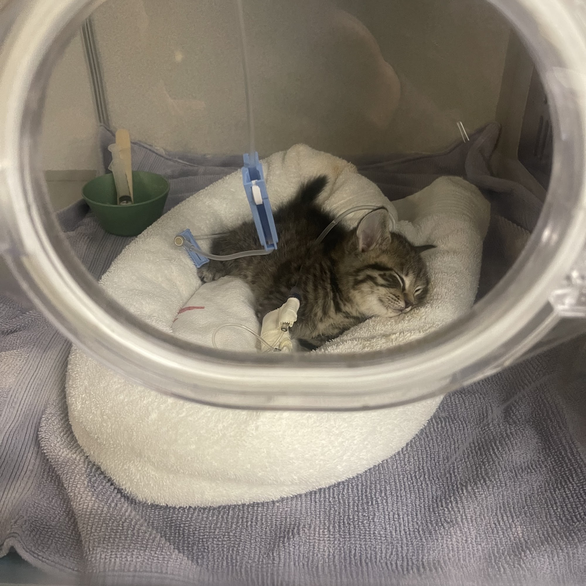 Calusa Veterinary Center: Krawitz Anthony DVM Boca Raton