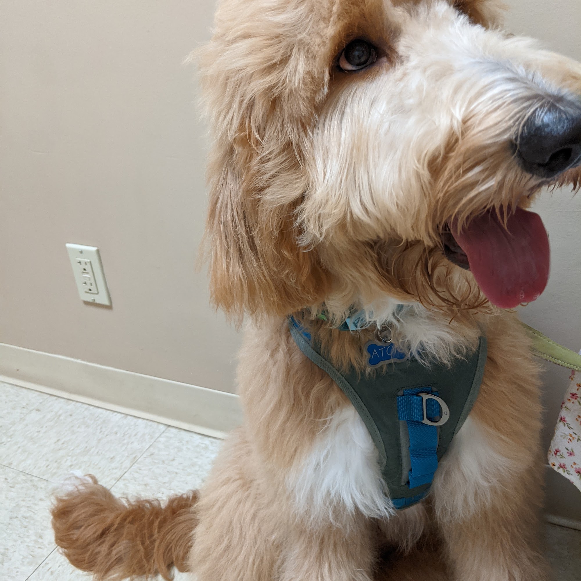 Healthy Pets Veterinary Care Boca Raton