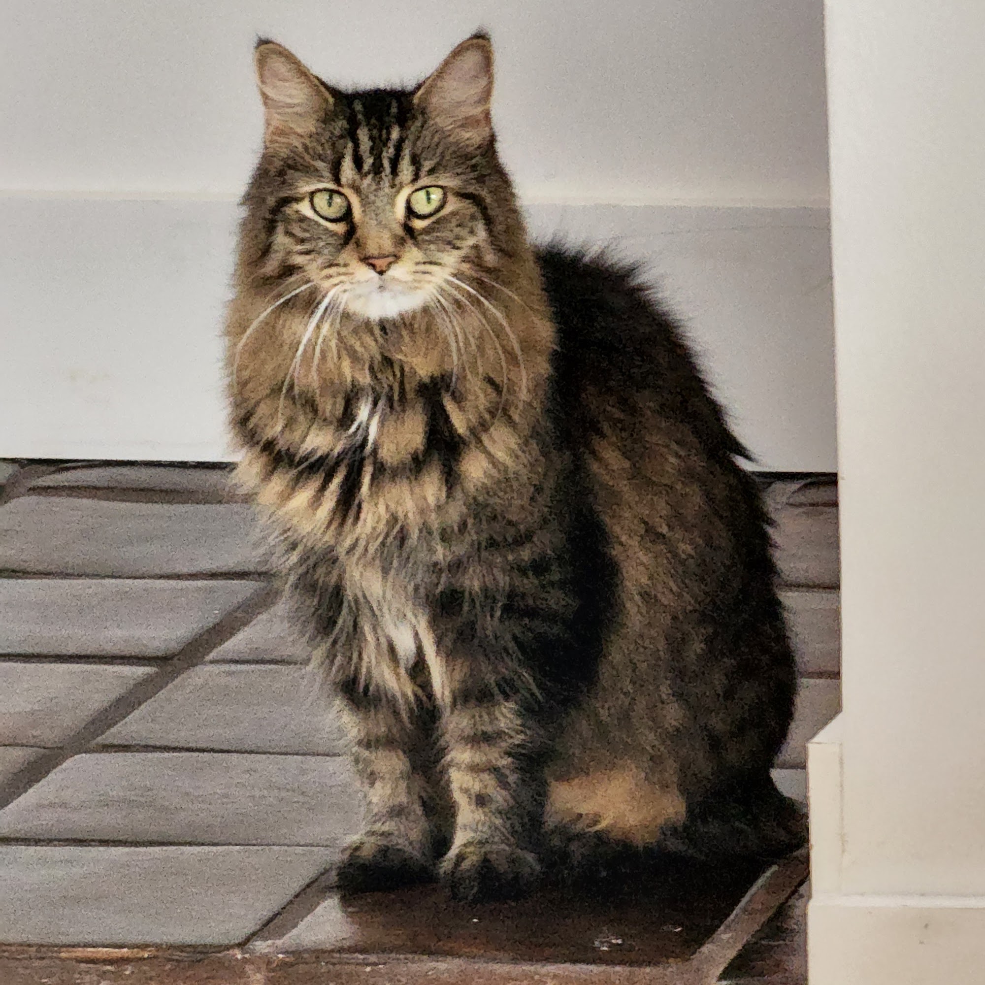 Best In Boca Pet Sitters Boca Raton