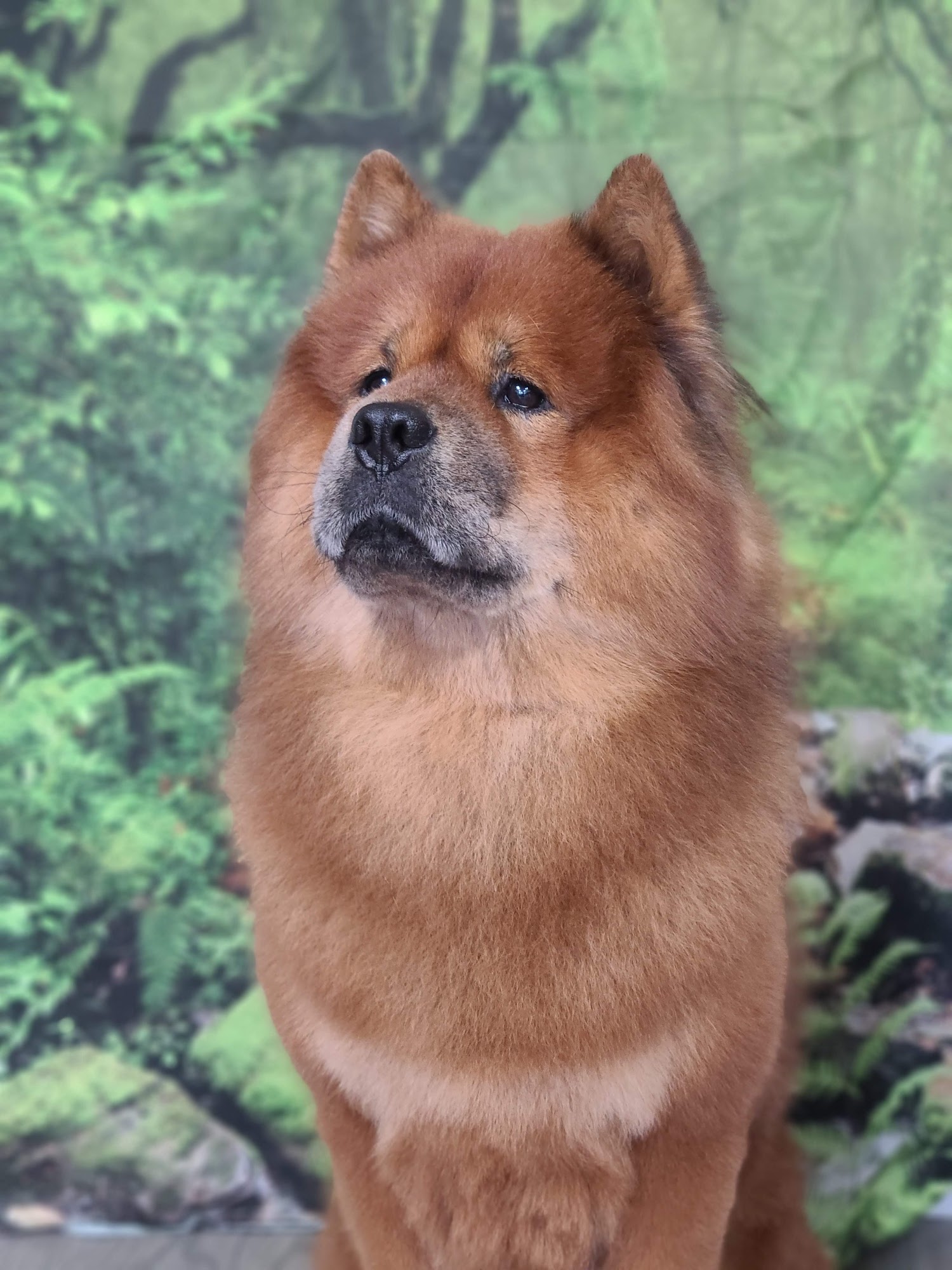 Julie's groom room Boca Raton