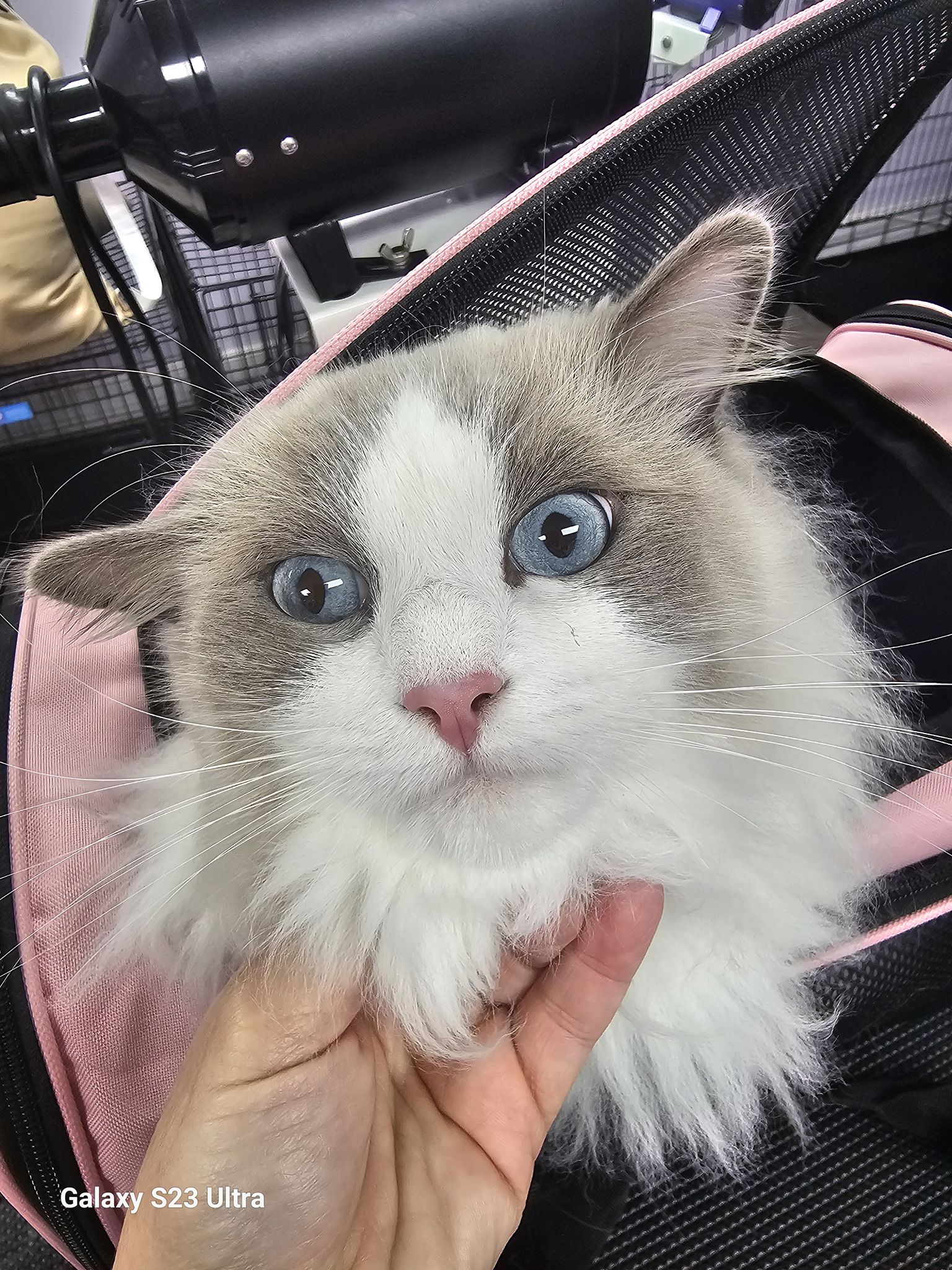 Julie's groom room Boca Raton