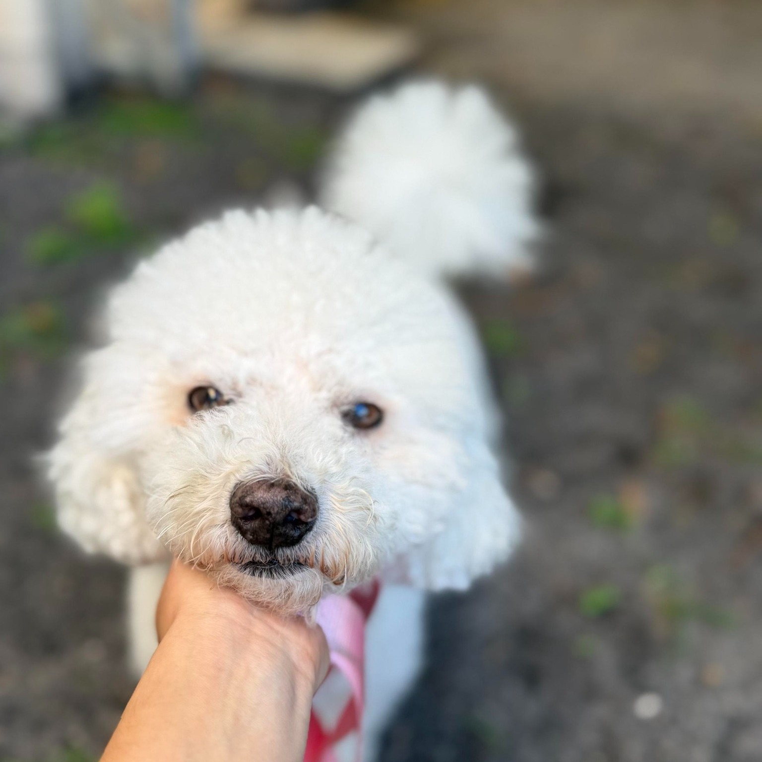 Healthy Pets Veterinary Care - Boca North Boca Raton