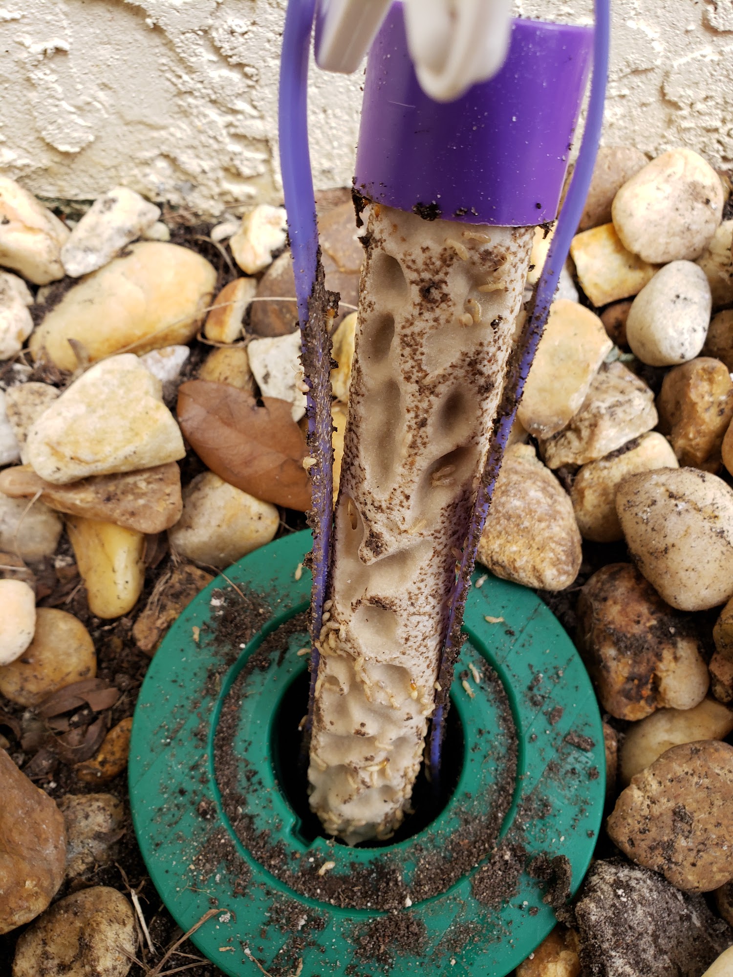 Terminate Termite & Pest Control Inc.