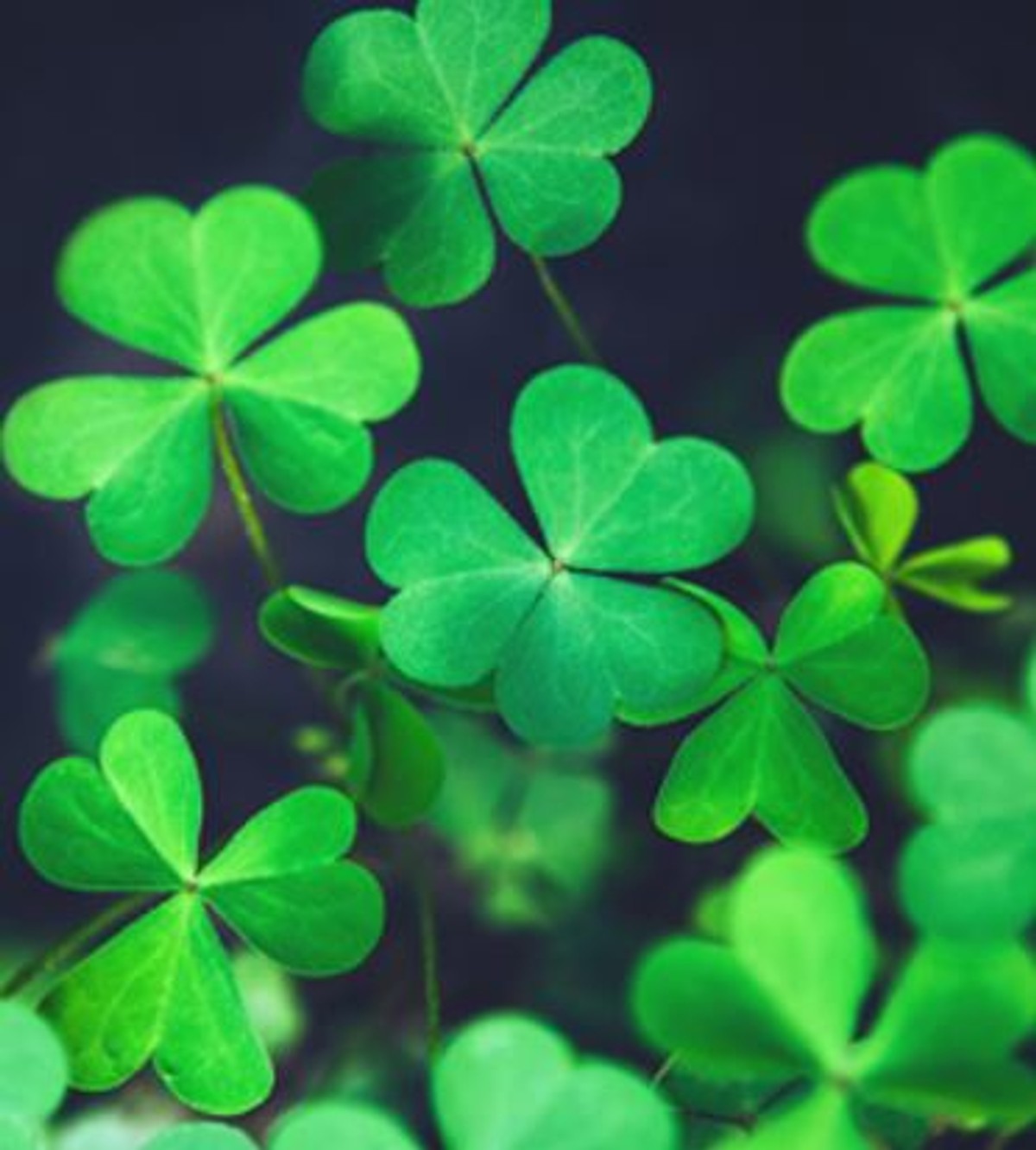 The Fox Team - Morgan Stanley