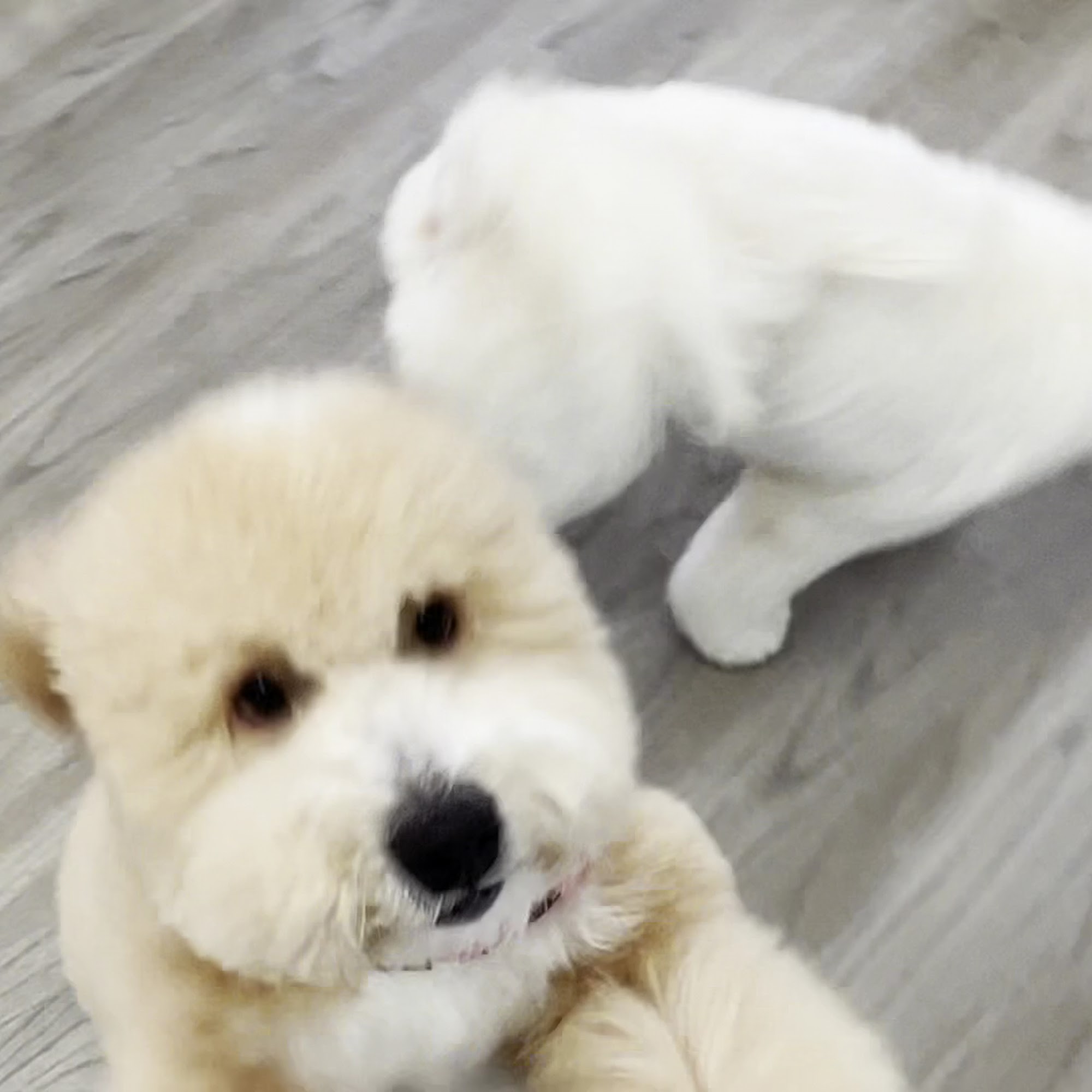 Puppily Ever After Boca Raton